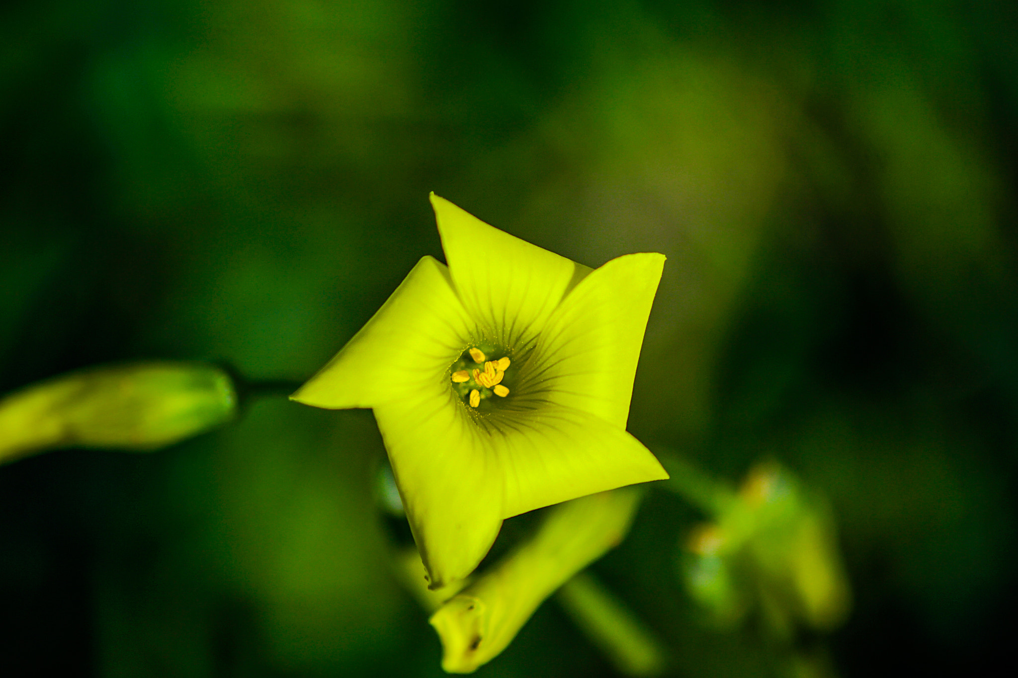 Canon EOS M sample photo. Star flower photography