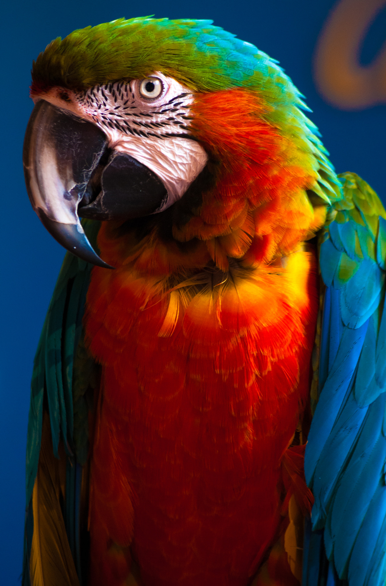 Sony Alpha DSLR-A330 sample photo