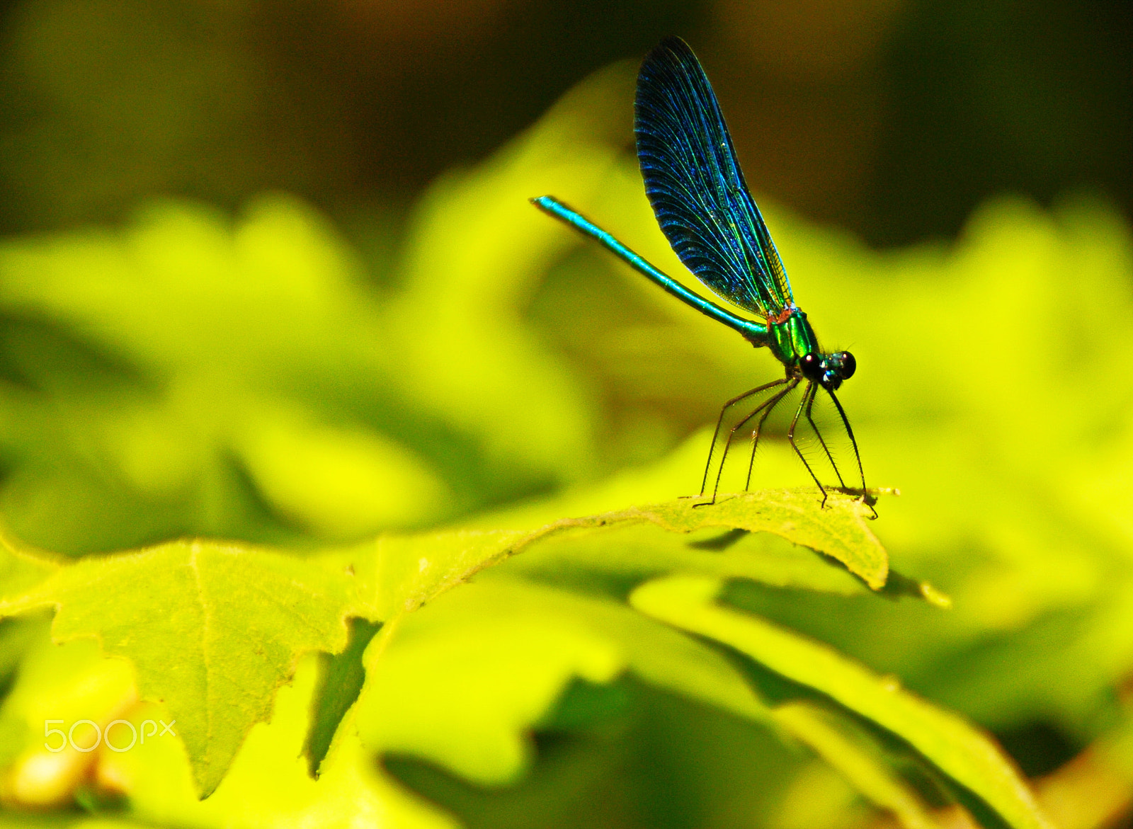 Tamron AF 18-200mm F3.5-6.3 XR Di II LD Aspherical (IF) Macro sample photo. Işığa doğru photography