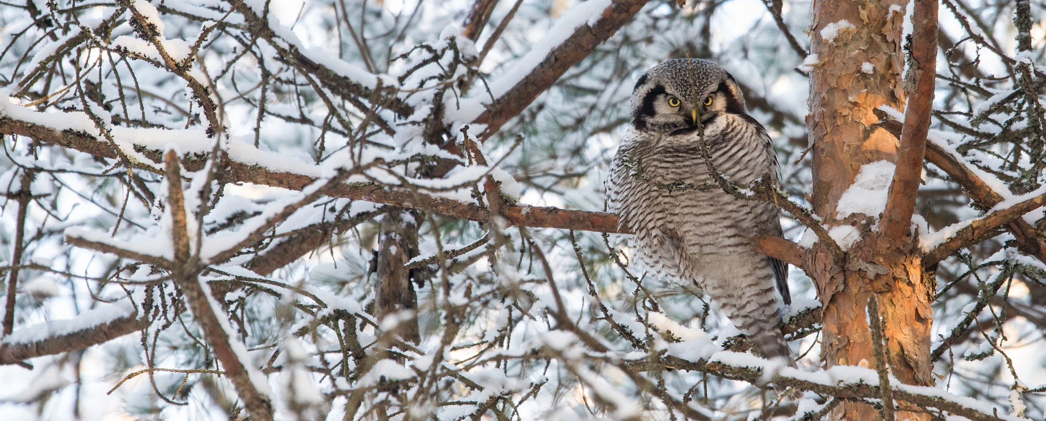 Sony ILCA-77M2 sample photo. Northern hawk-owl photography