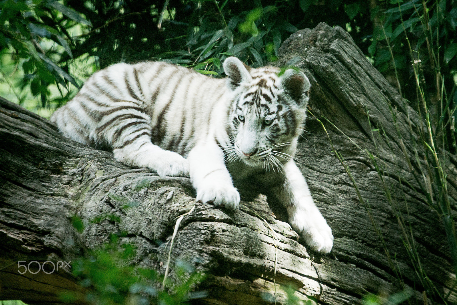 Sigma 150-500mm F5-6.3 DG OS HSM sample photo. Fa255 photography
