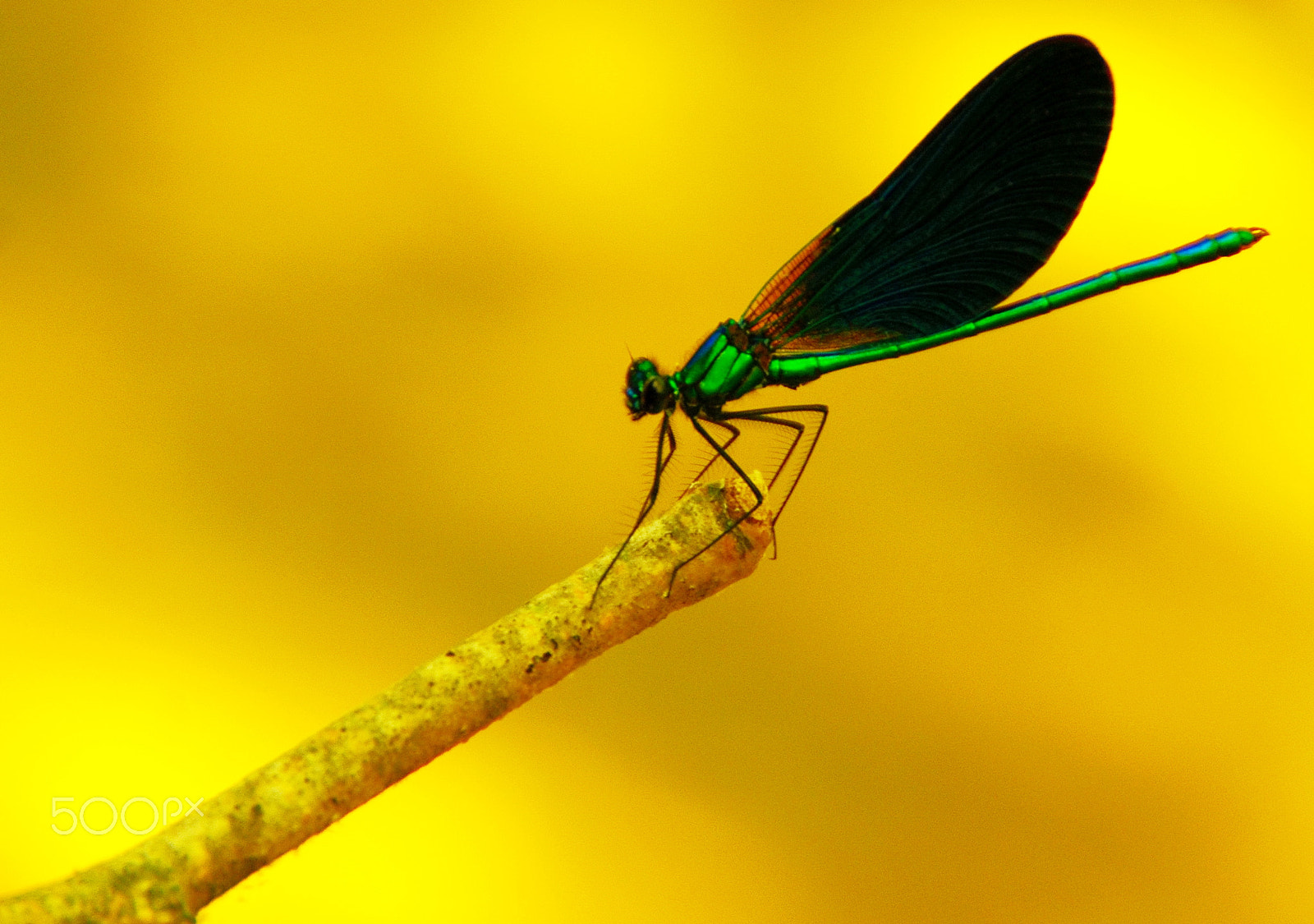 Tamron AF 18-200mm F3.5-6.3 XR Di II LD Aspherical (IF) Macro sample photo. Işığa doğru... -3- photography