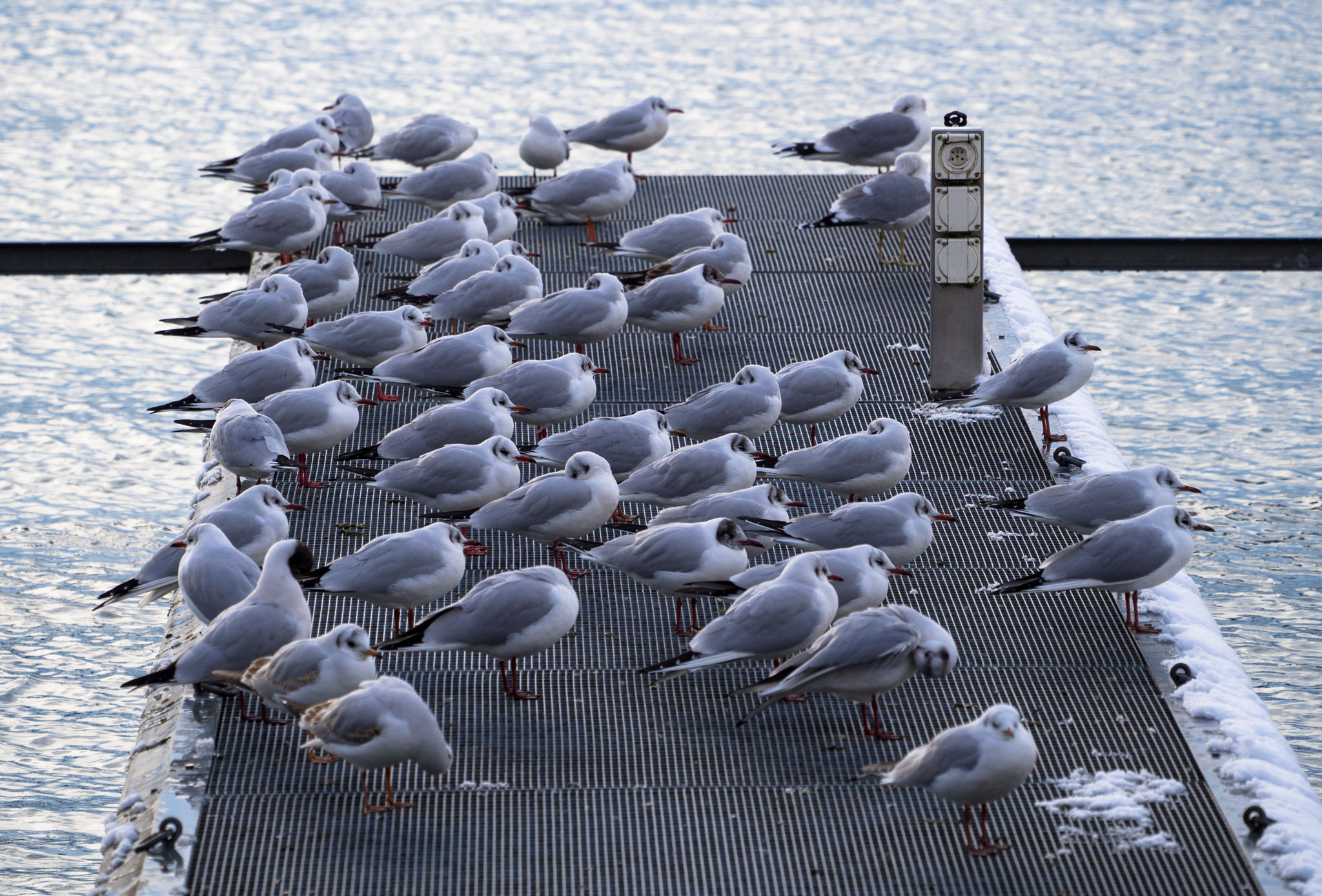 Olympus OM-D E-M10 II sample photo. The birds photography