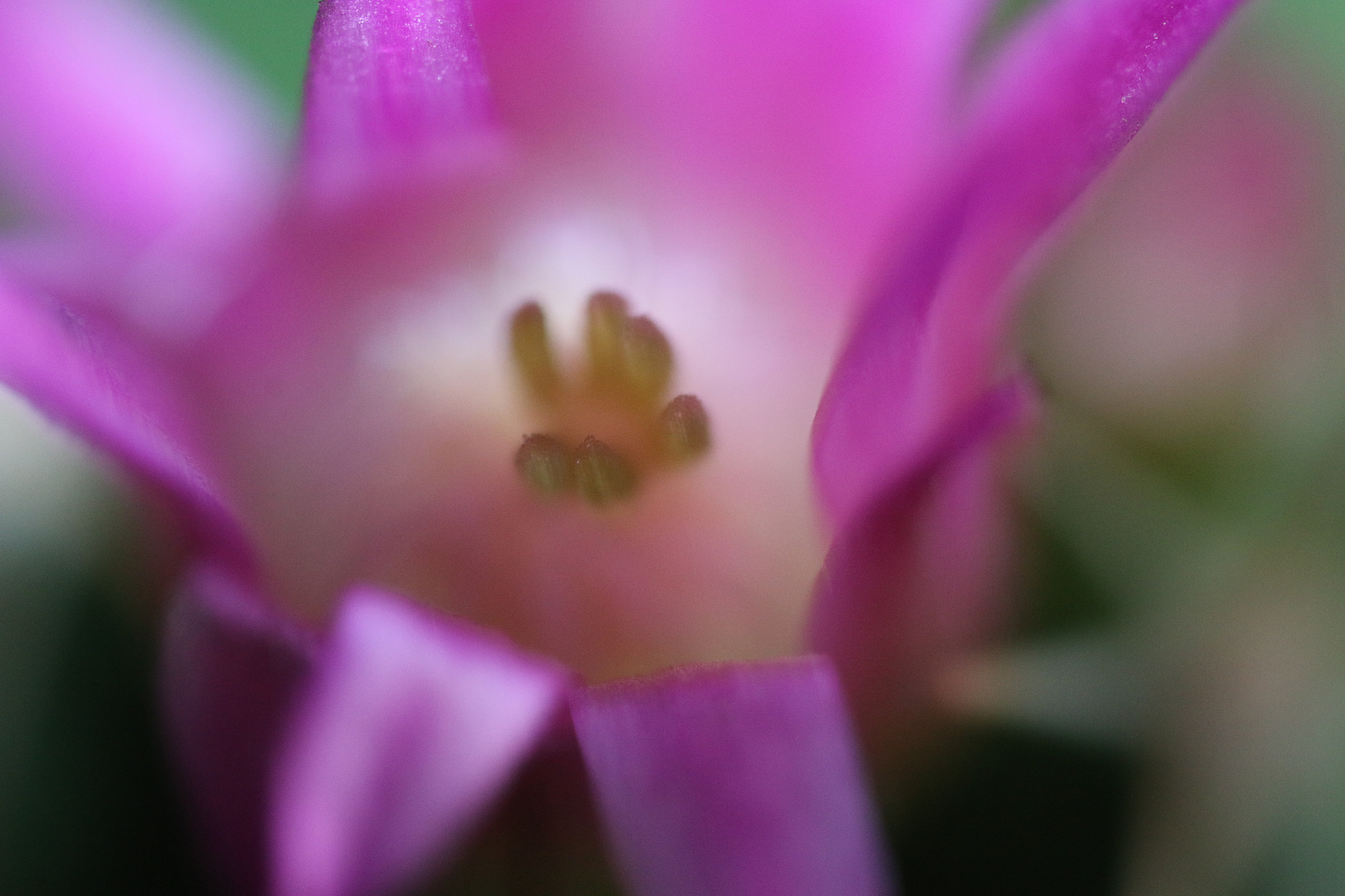 Canon MP-E 65mm F2.5 1-5x Macro Photo sample photo. Cactus stamens photography