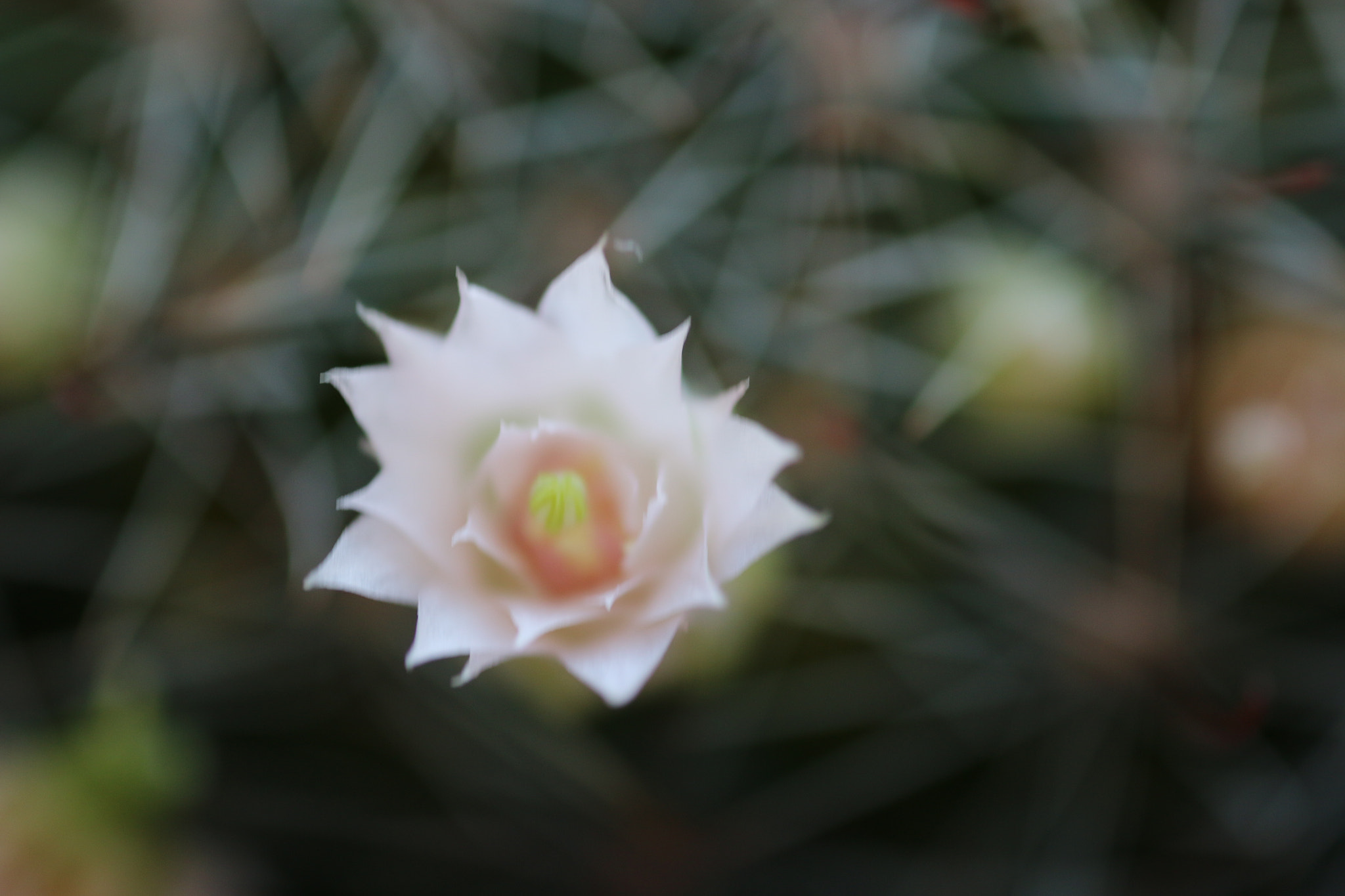 Canon MP-E 65mm F2.5 1-5x Macro Photo sample photo. Cactus close up photography