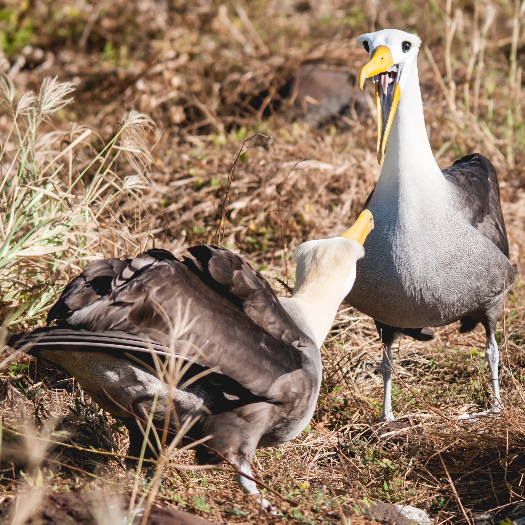 Sigma 150-500mm F5-6.3 DG OS HSM sample photo. Waved albatross mating dance photography
