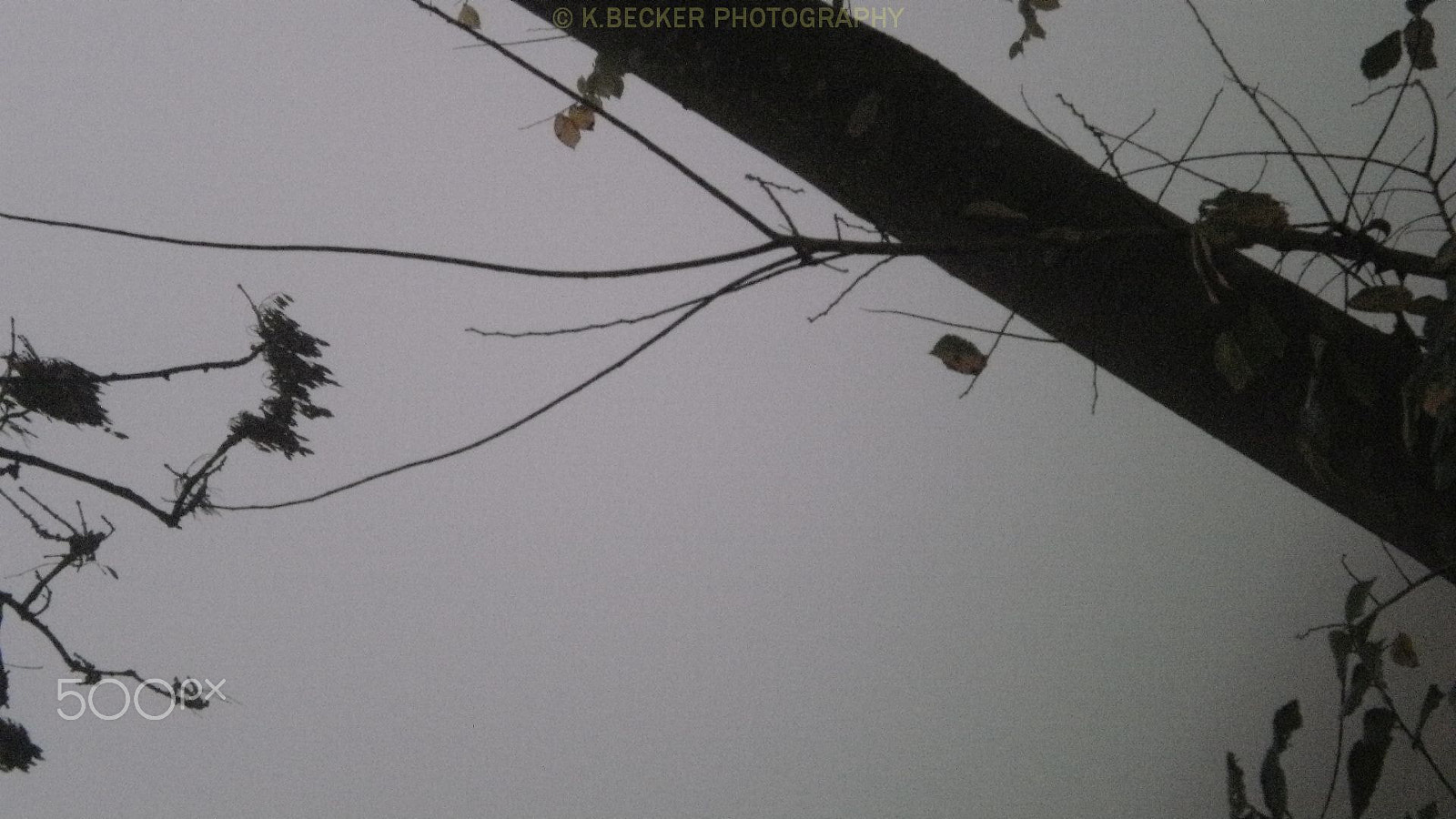 Olympus FE26,X21 sample photo. Baum im nebel photography
