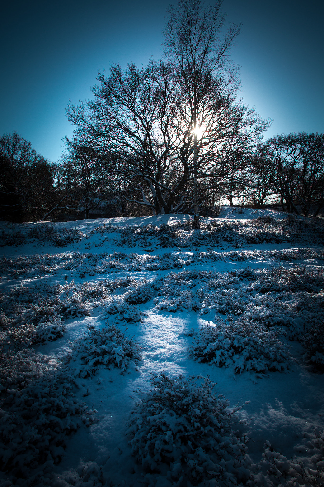 Canon EF 20-35mm F3.5-4.5 USM sample photo. Winter wonderland photography