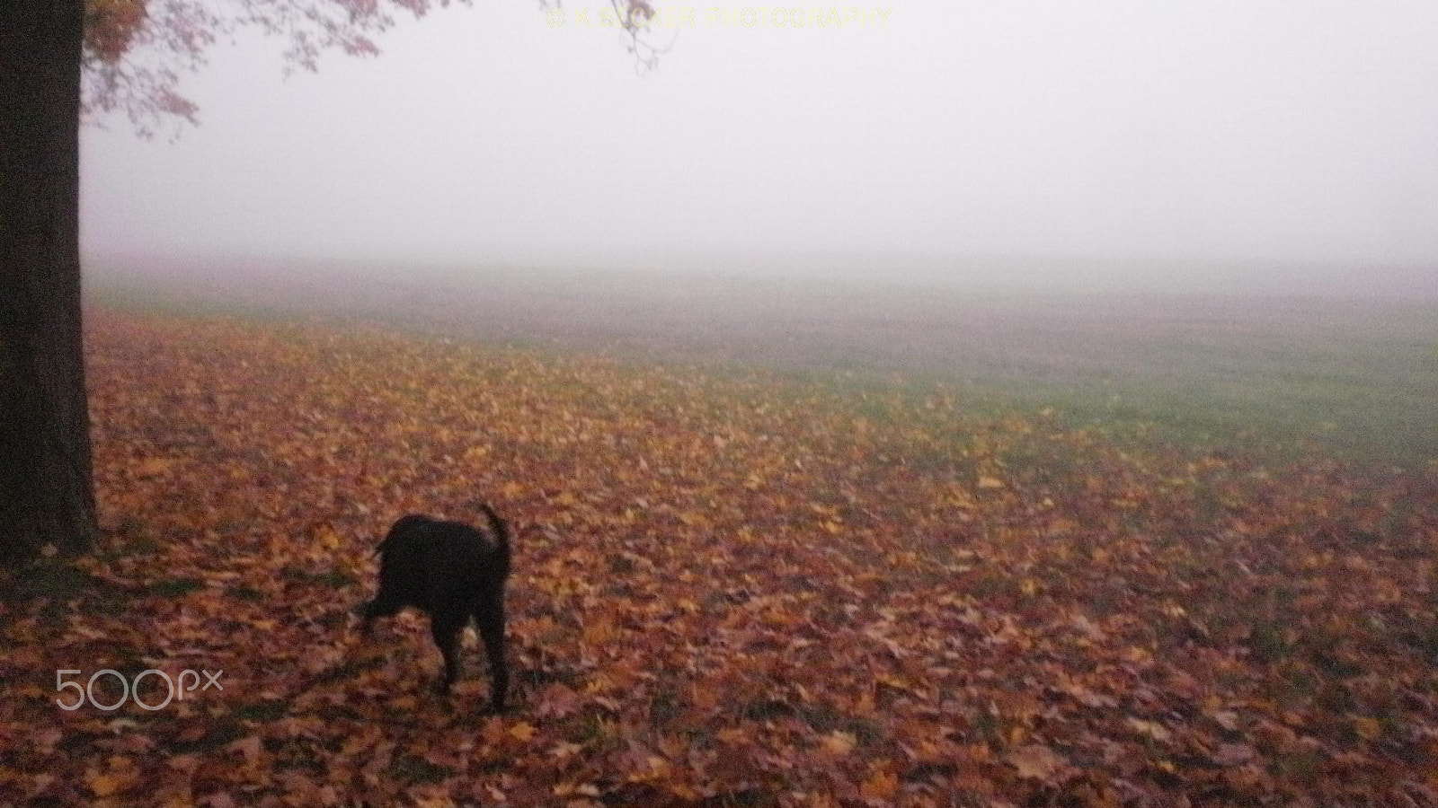 Olympus FE26,X21 sample photo. Hund im nebel photography