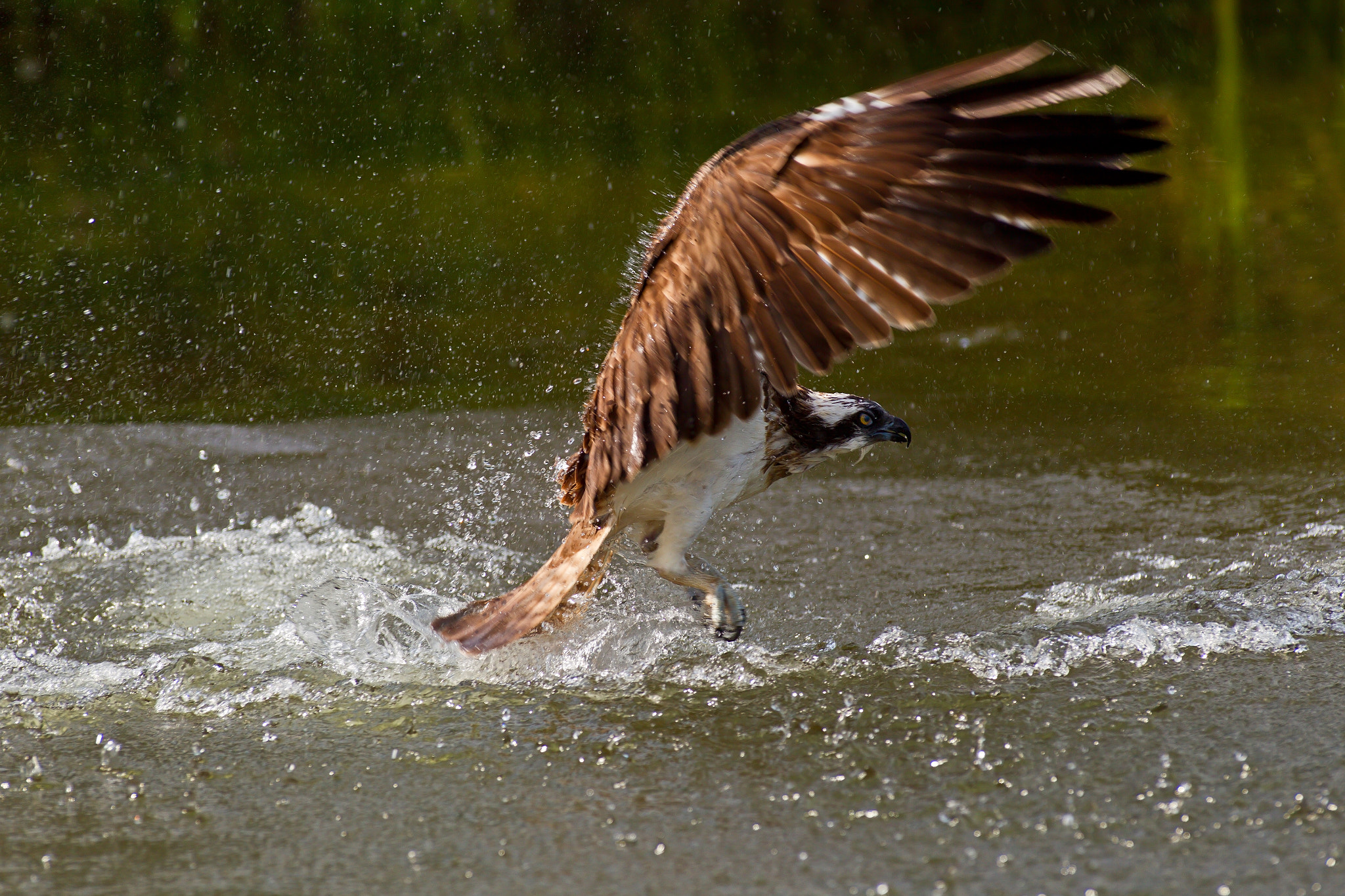 Canon EF 300mm f/2.8L sample photo. Touch and go photography