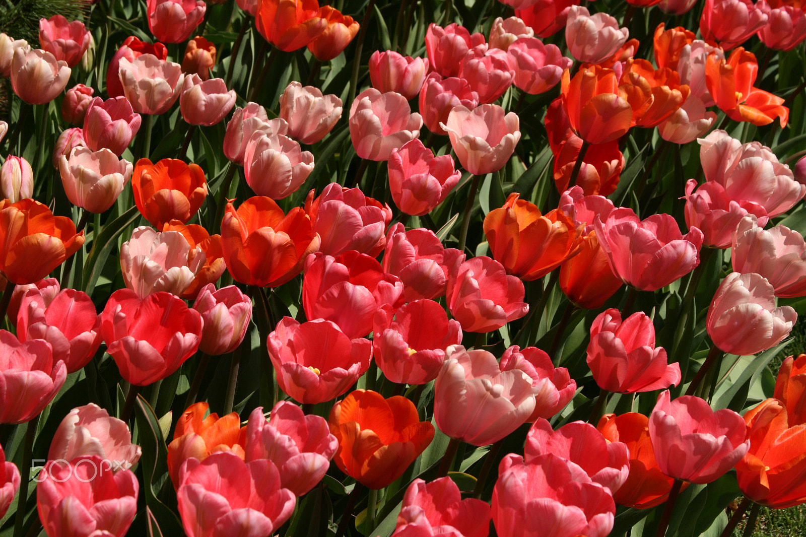 Canon EOS 400D (EOS Digital Rebel XTi / EOS Kiss Digital X) sample photo. Tulip dance, 2011 photography