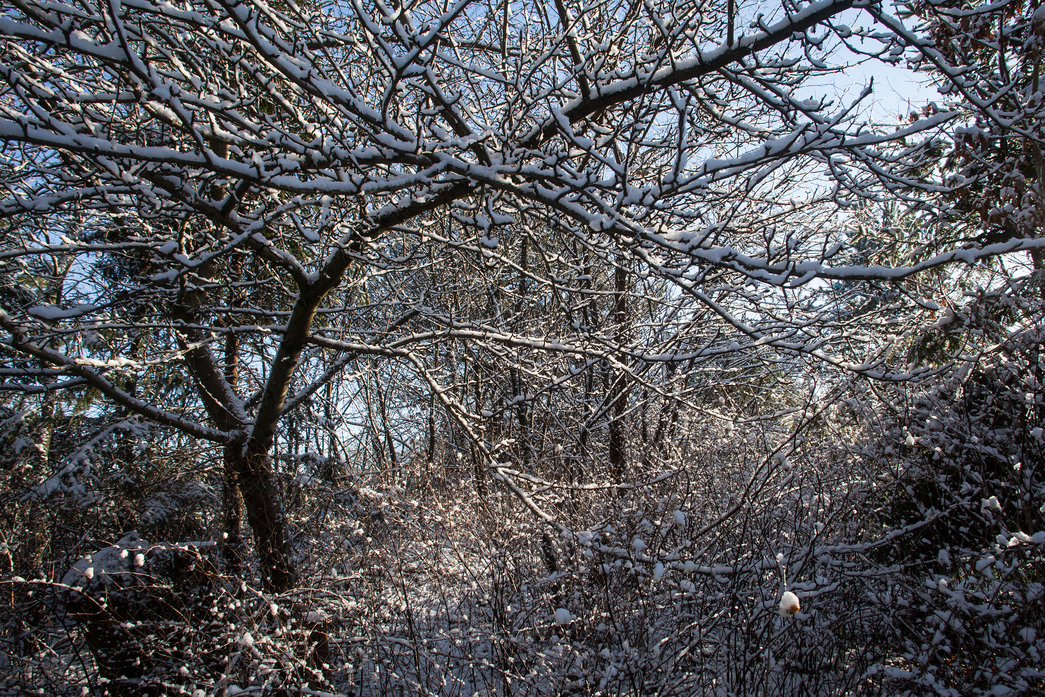 Canon EF 20-35mm F3.5-4.5 USM sample photo. Winter wonderland photography