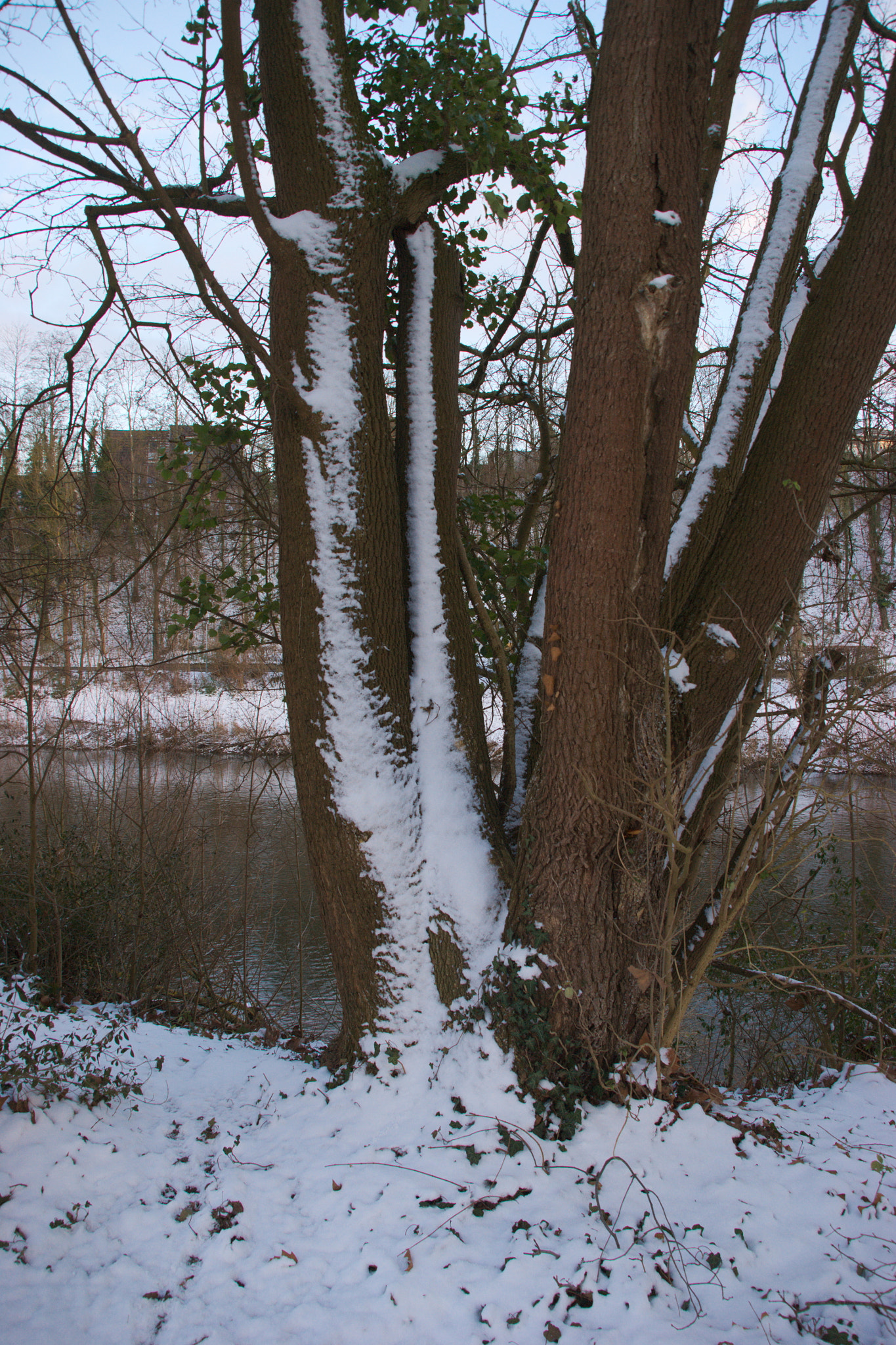 Sony Alpha DSLR-A350 + Sigma 18-200mm F3.5-6.3 DC sample photo. Verschneiter baum photography