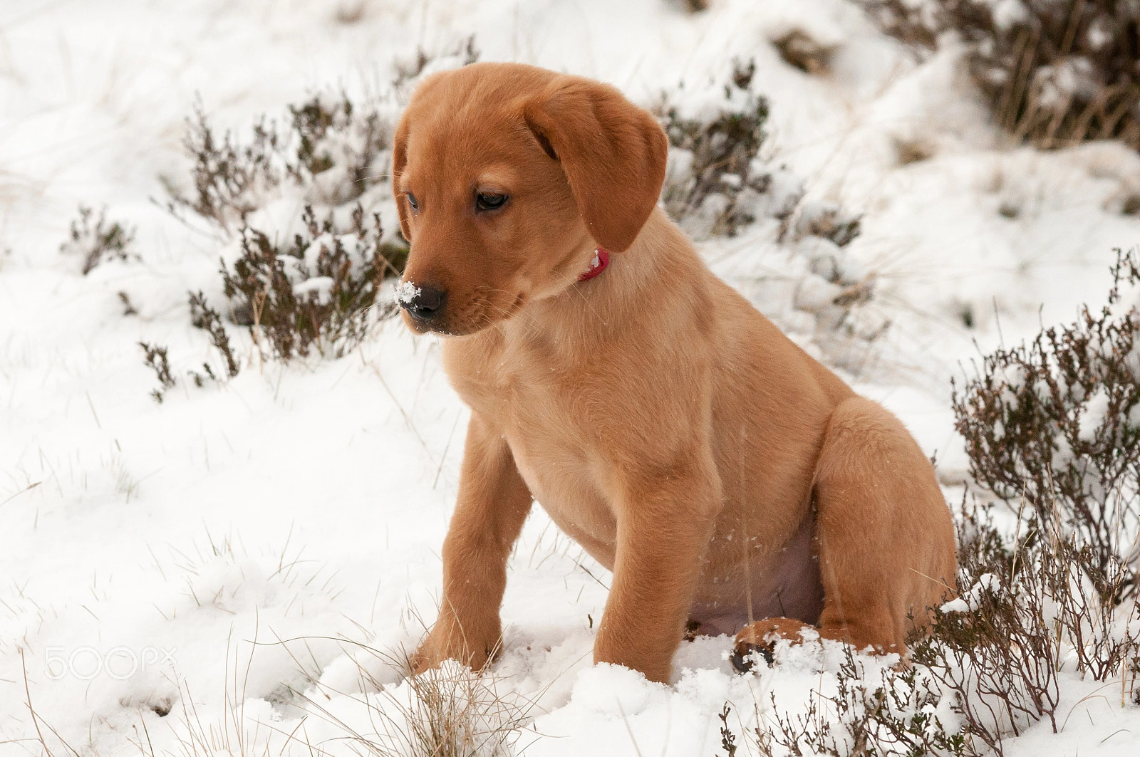 Sigma 70-200mm F2.8 EX DG OS HSM sample photo. Chester in the snow photography