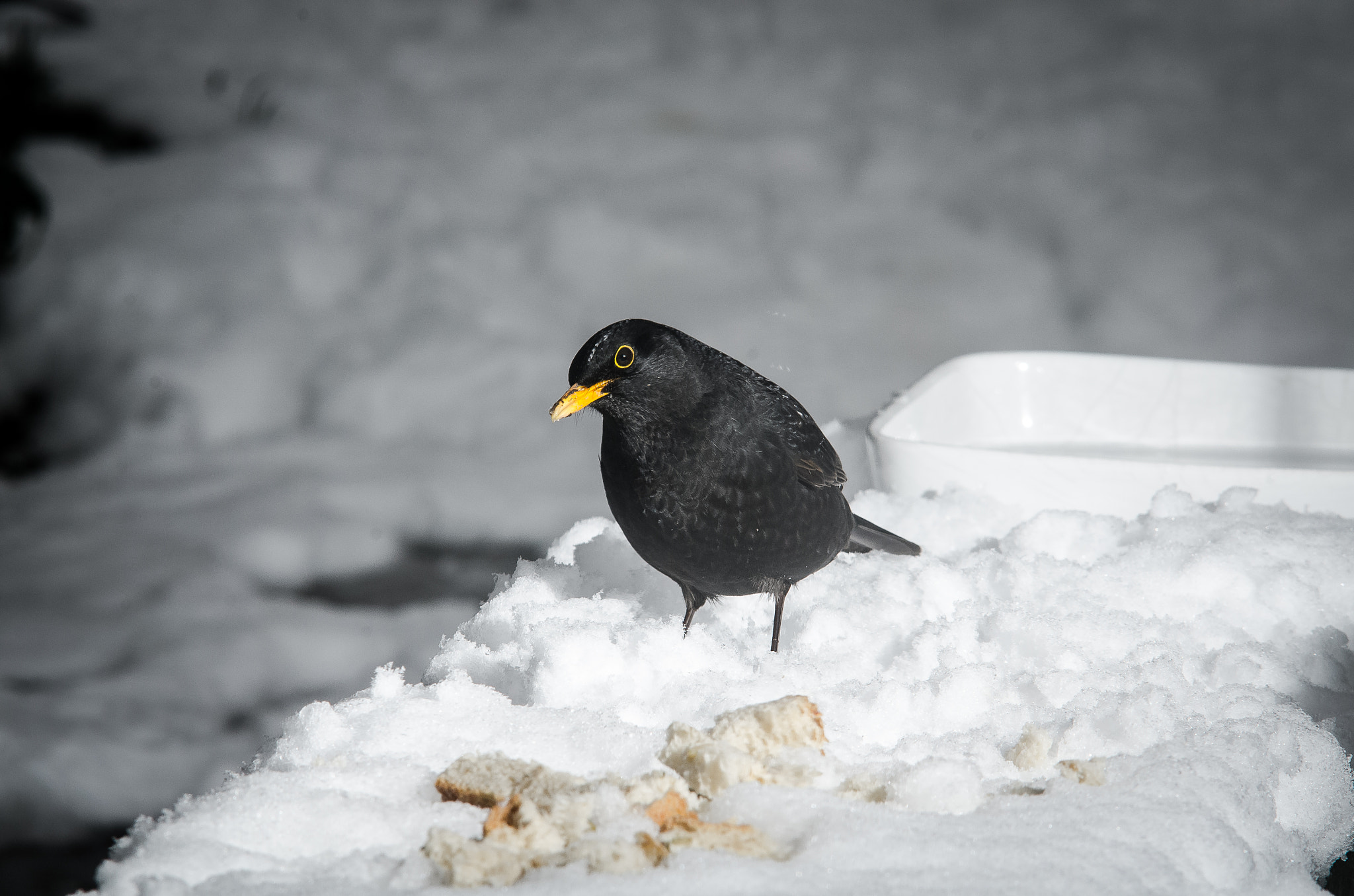 Sigma 70-210mm F2.8 APO sample photo. Helping the birds in the snow photography