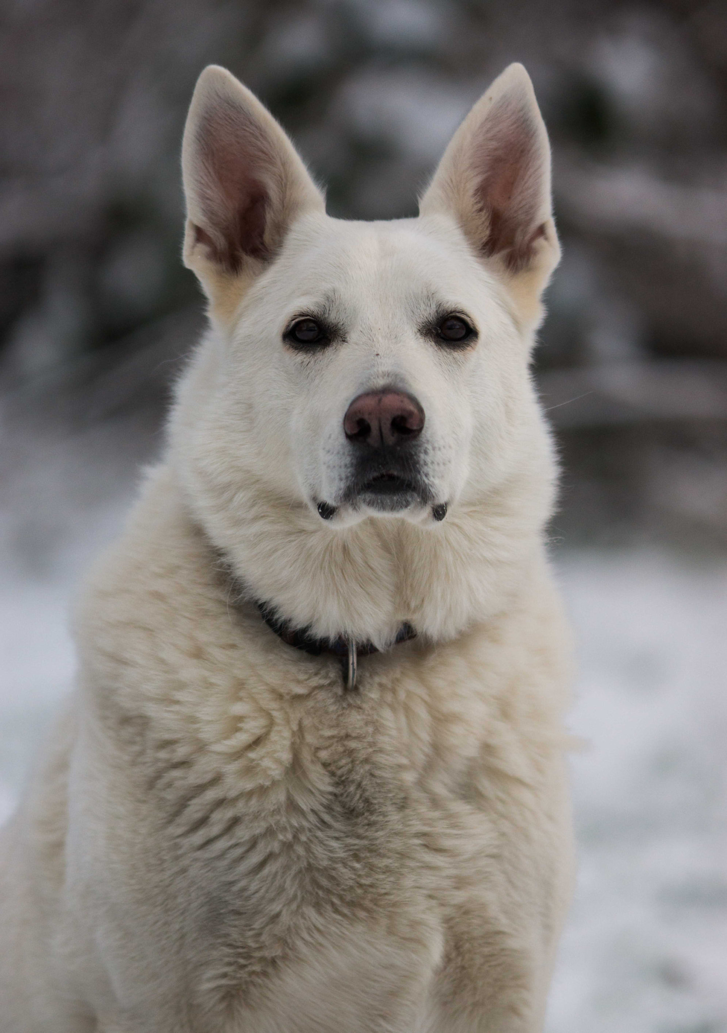 Sony SLT-A65 (SLT-A65V) + Minolta/Sony AF 70-200mm F2.8 G sample photo. White shepherd photography