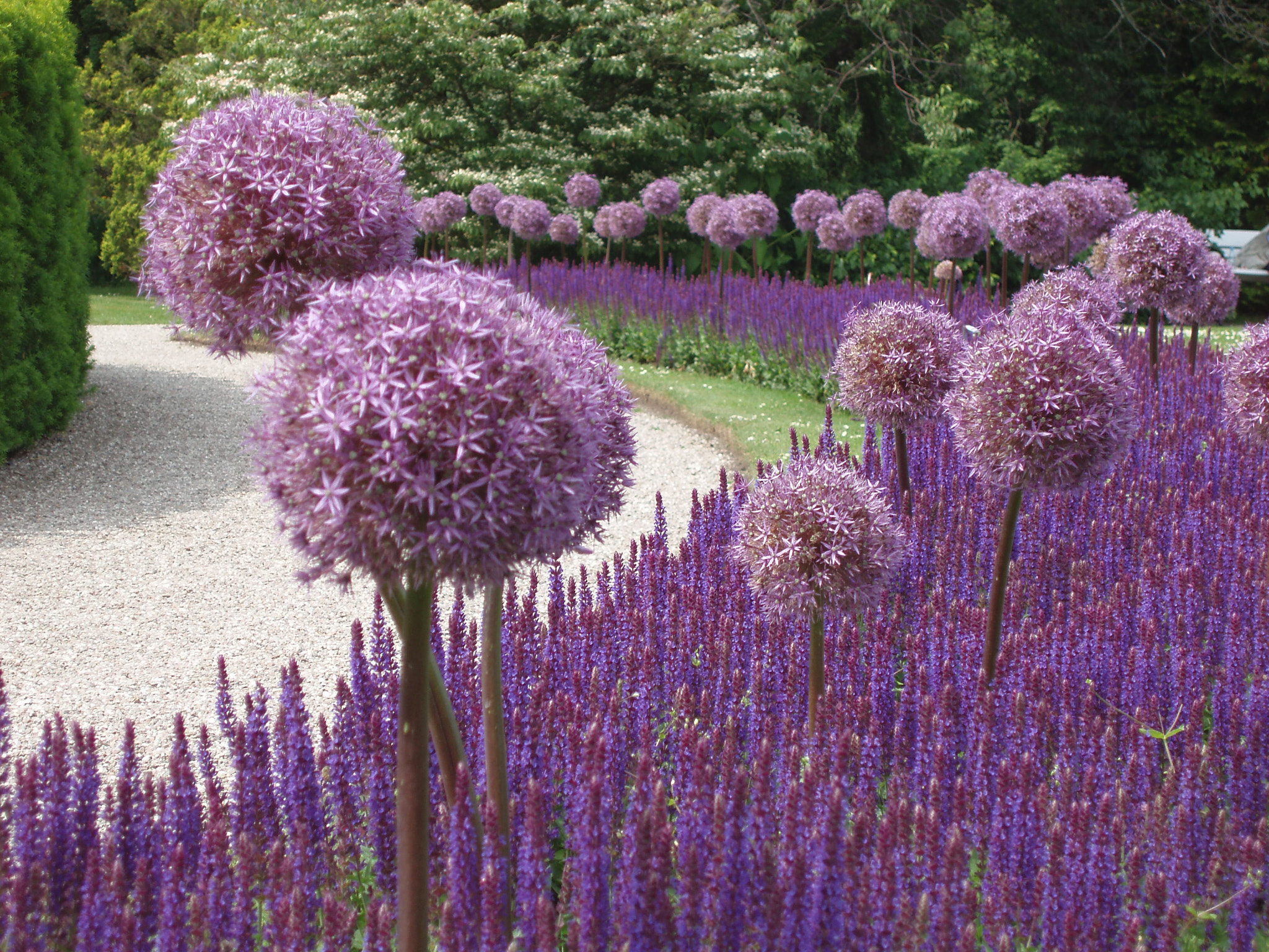 Olympus uD800,S800 sample photo. Purple pom poms photography