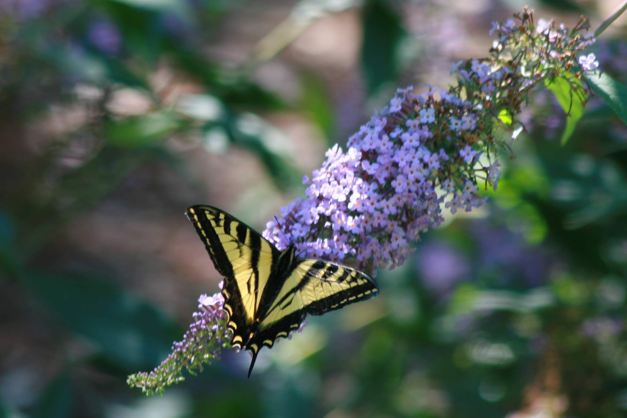 Canon EF 75-300mm F4.0-5.6 IS USM sample photo. Western tiger swallowtail photography