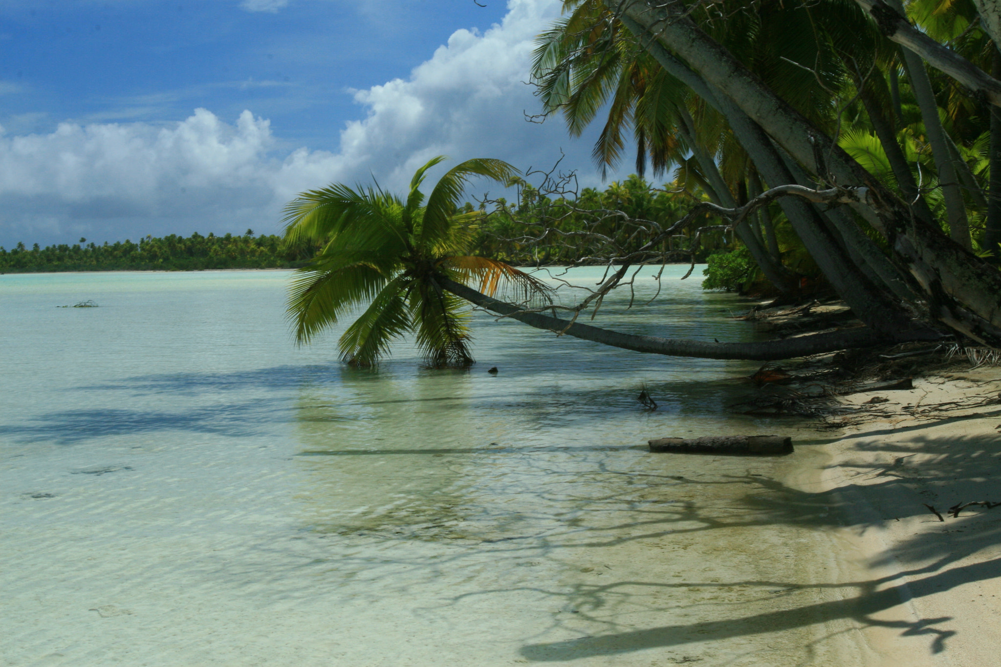 Canon EF 16-35mm F2.8L USM sample photo. Palm tree over lagoon photography