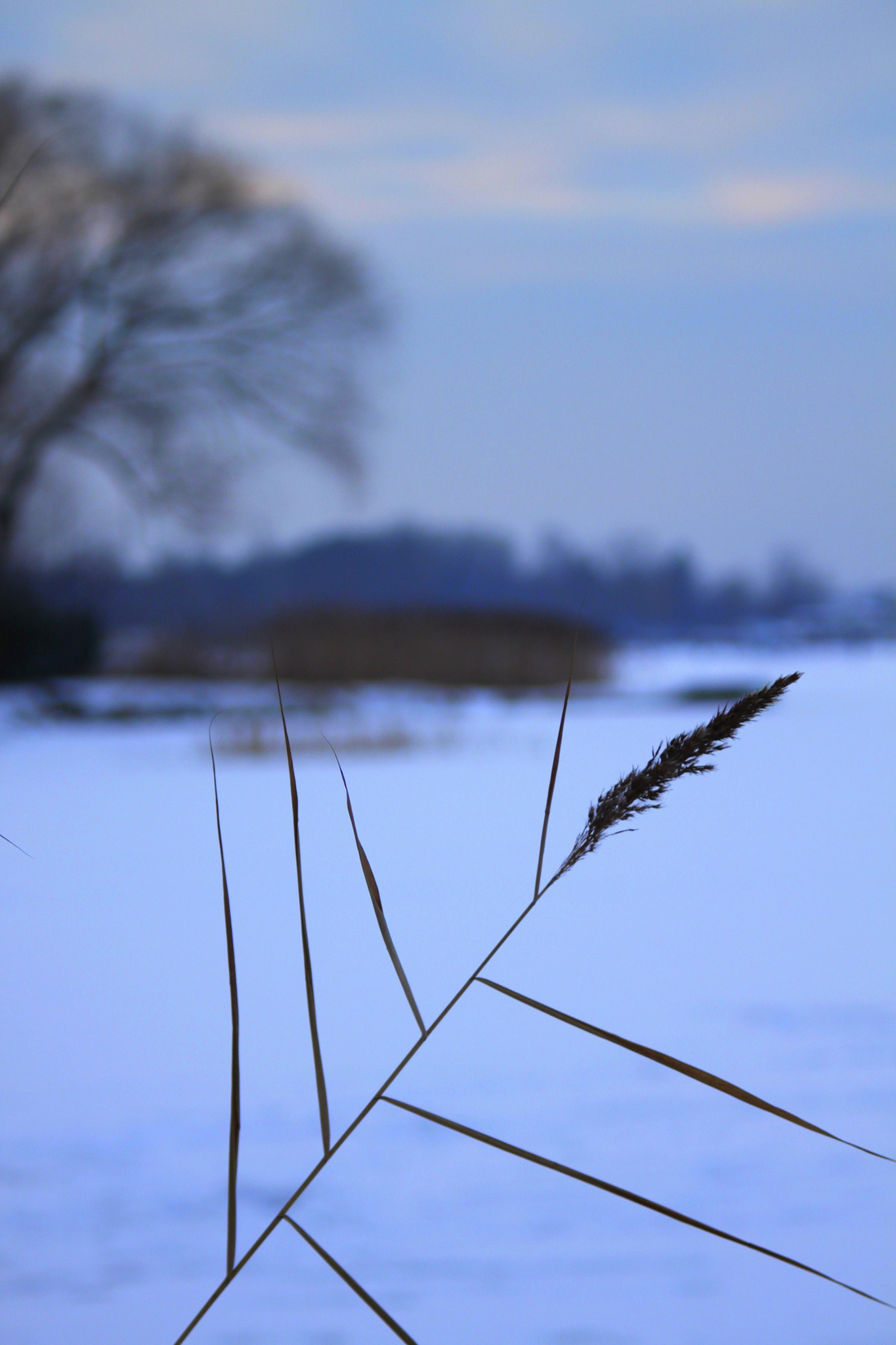 Canon EF 28-90mm f/4-5.6 sample photo. Winter photography