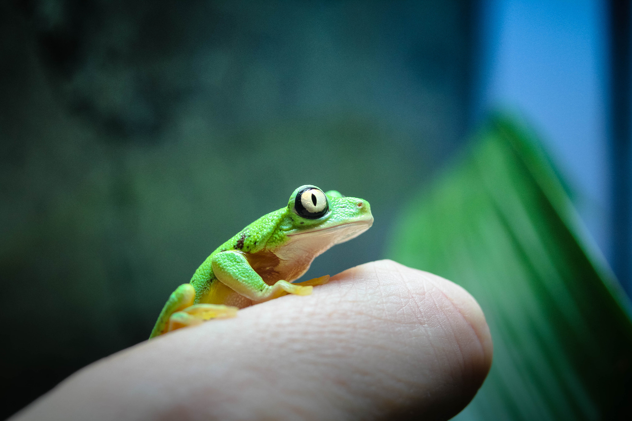 Canon EF-S 60mm F2.8 Macro USM sample photo. Lemur frog photography