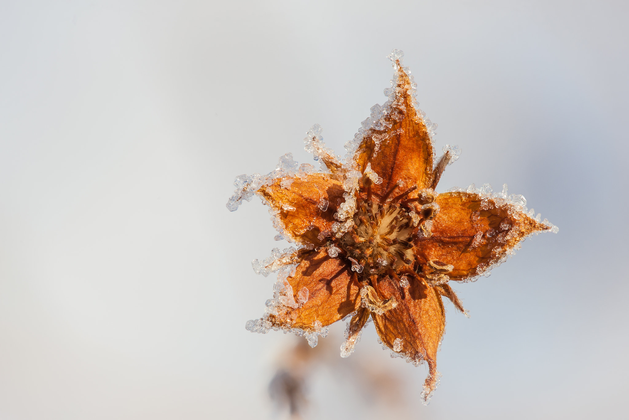 Canon EF 100mm F2.8 Macro USM sample photo. Ice covered beuty photography