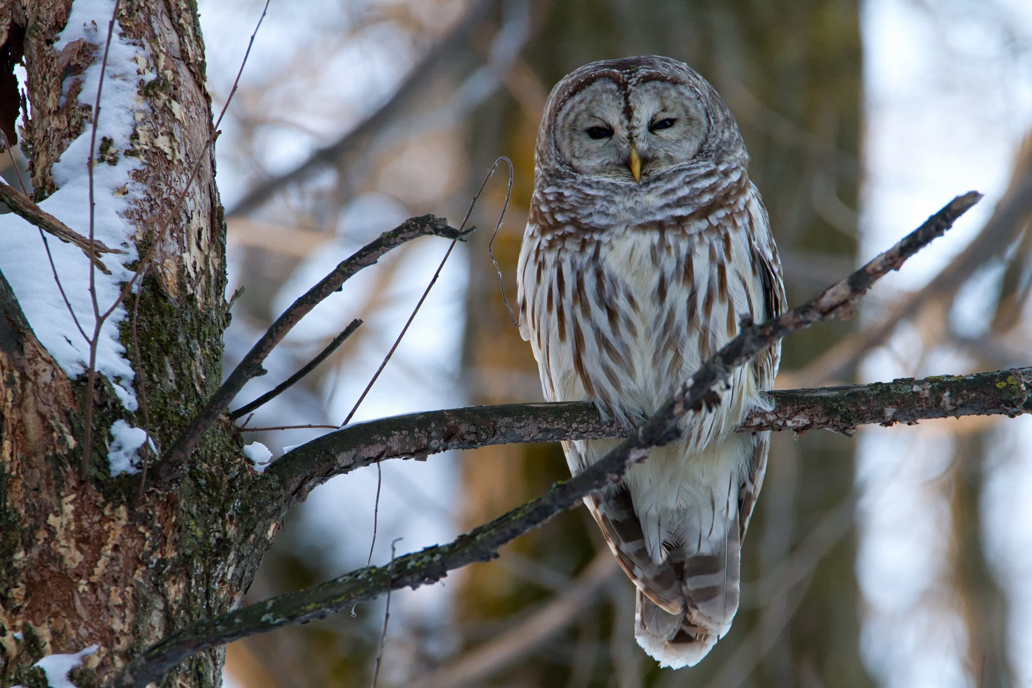 Canon EOS 7D + Tamron SP 150-600mm F5-6.3 Di VC USD sample photo. Barred owl photography