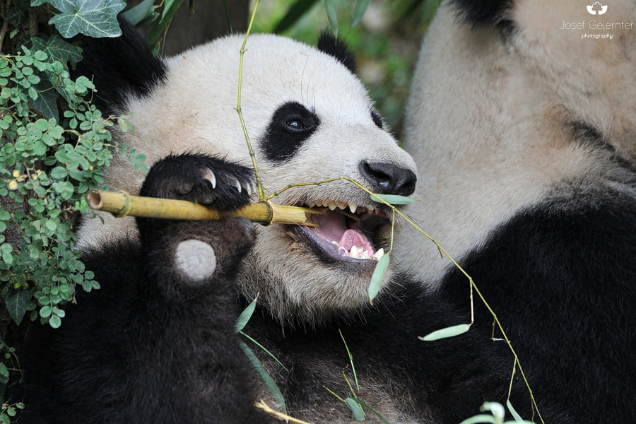 Nikon D3S sample photo. Little bamboo cracker photography