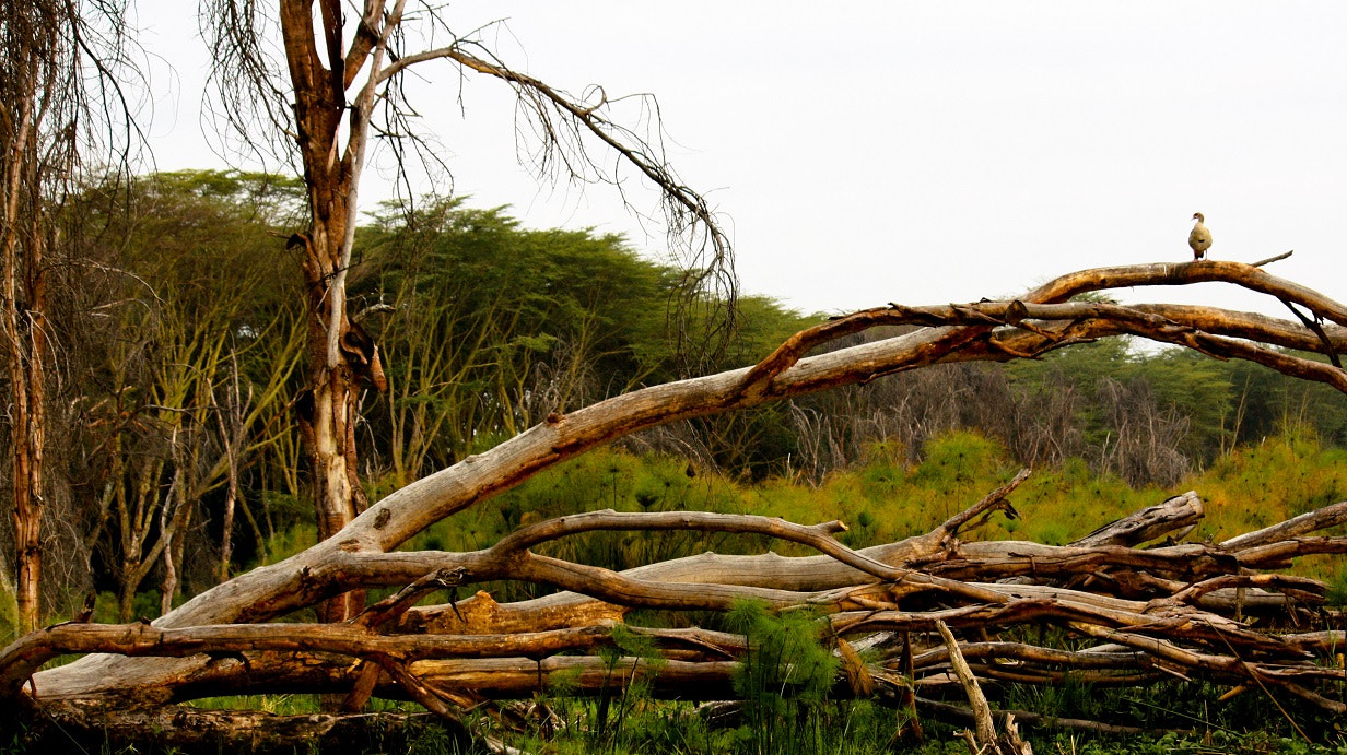 Canon EOS 1000D (EOS Digital Rebel XS / EOS Kiss F) sample photo. Fallen tree photography