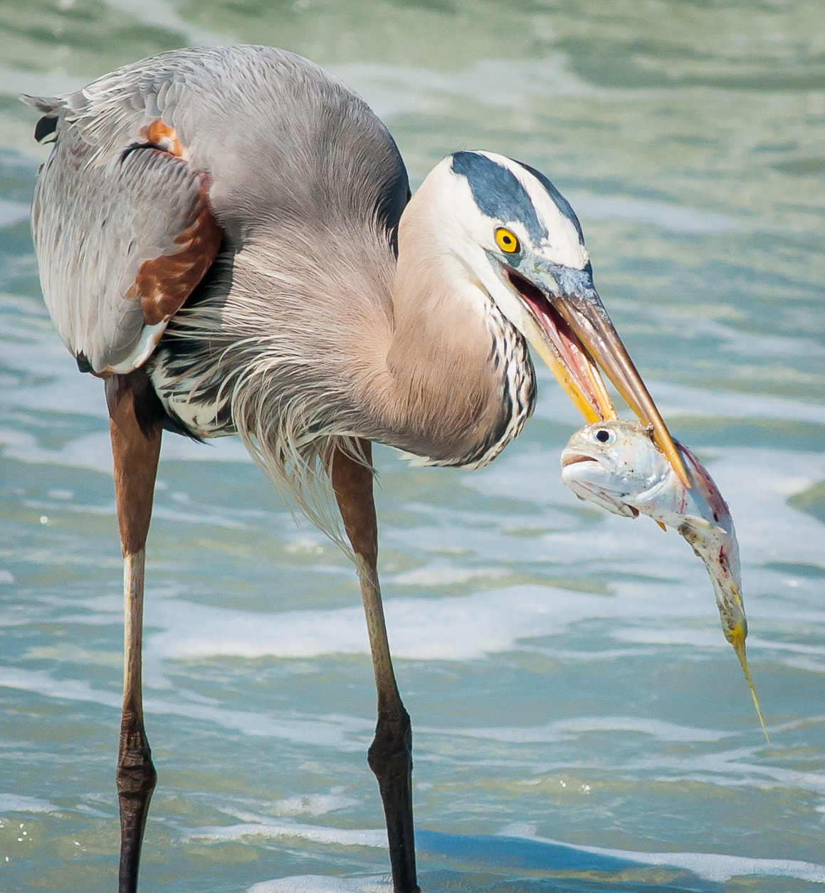 Nikon AF-Nikkor 80-200mm F2.8D ED sample photo. Heron having dinner photography