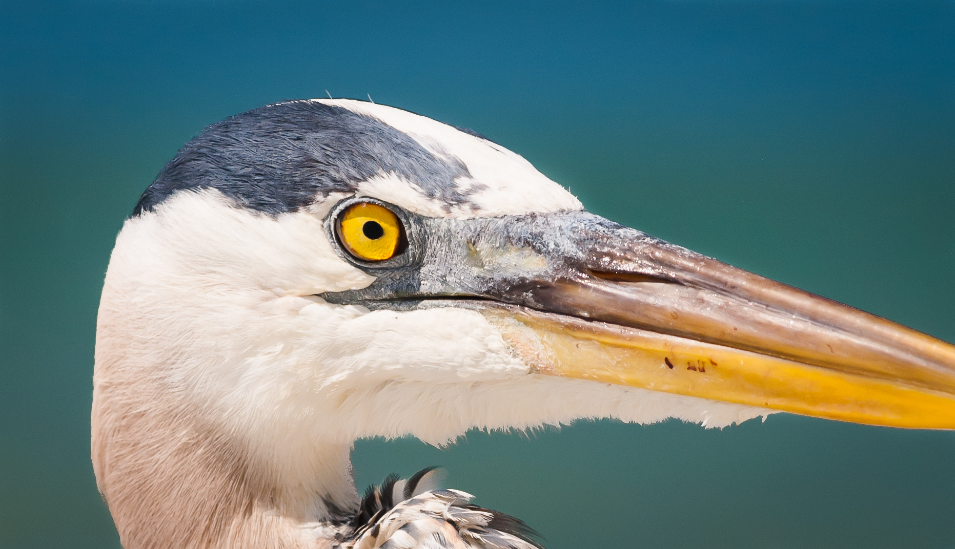 Nikon AF-Nikkor 80-200mm F2.8D ED sample photo
