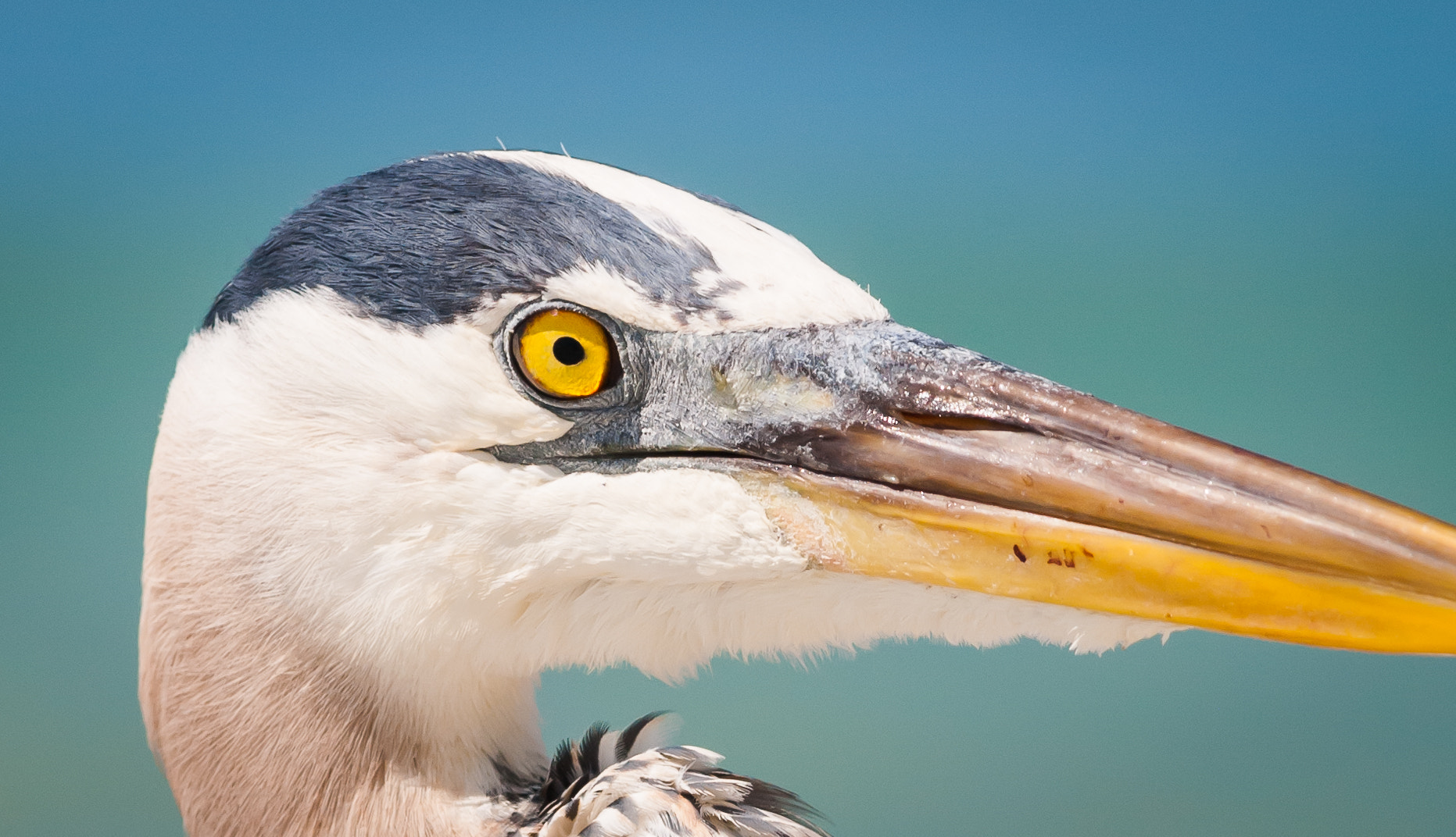 Nikon AF-Nikkor 80-200mm F2.8D ED sample photo