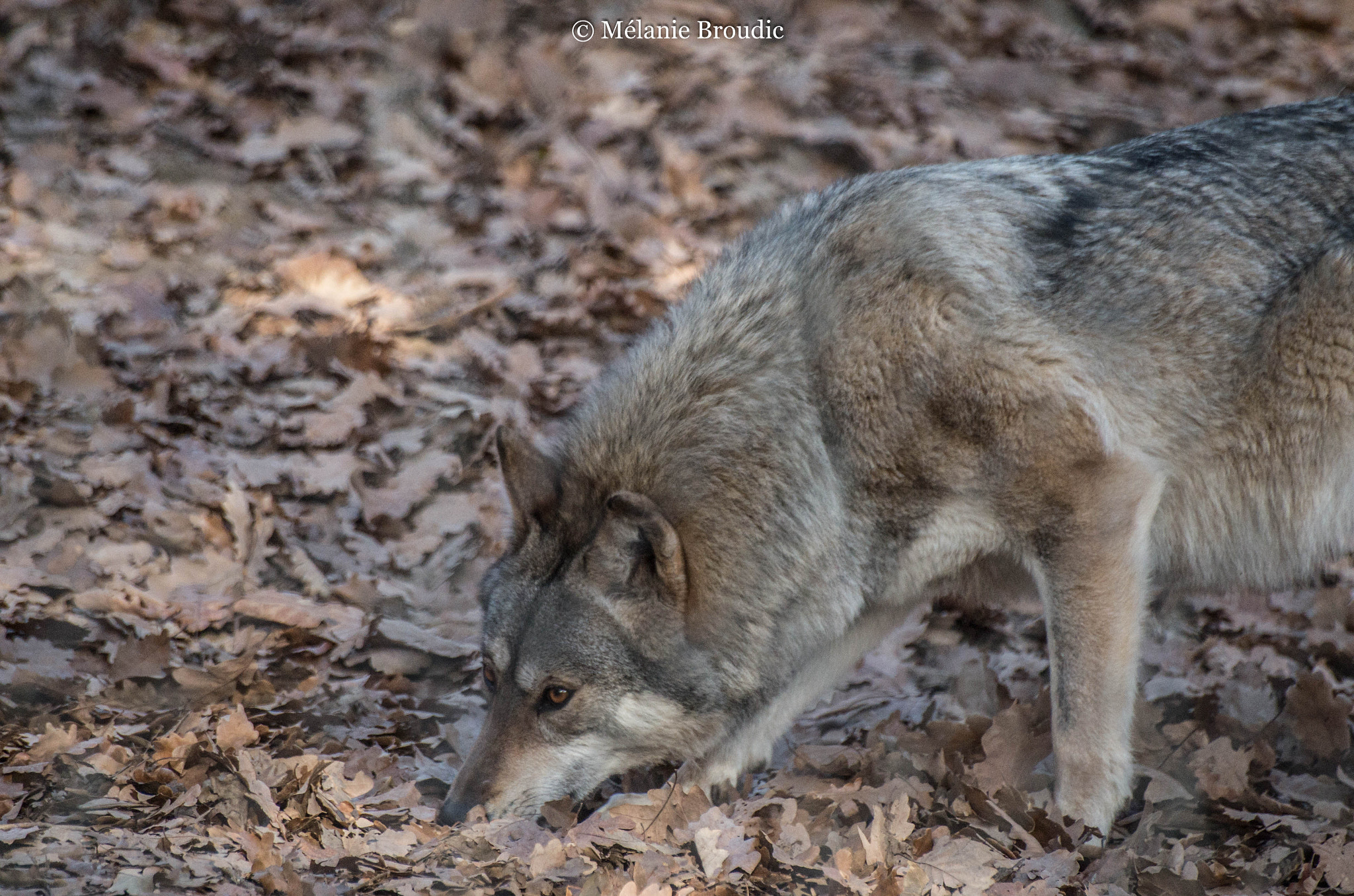 Pentax K-50 + Sigma sample photo. Loup gris d'europe photography
