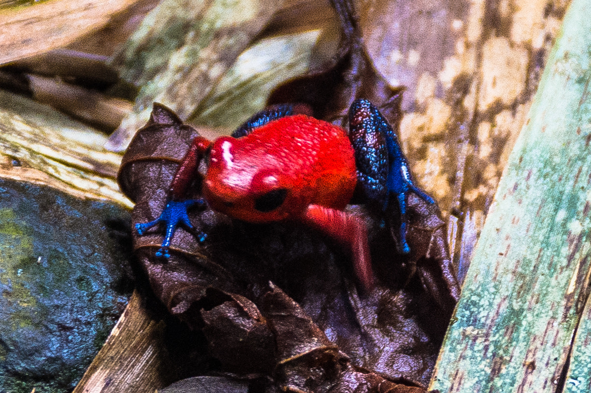 Pentax K-r sample photo. Rana flecha roja y azul ii photography