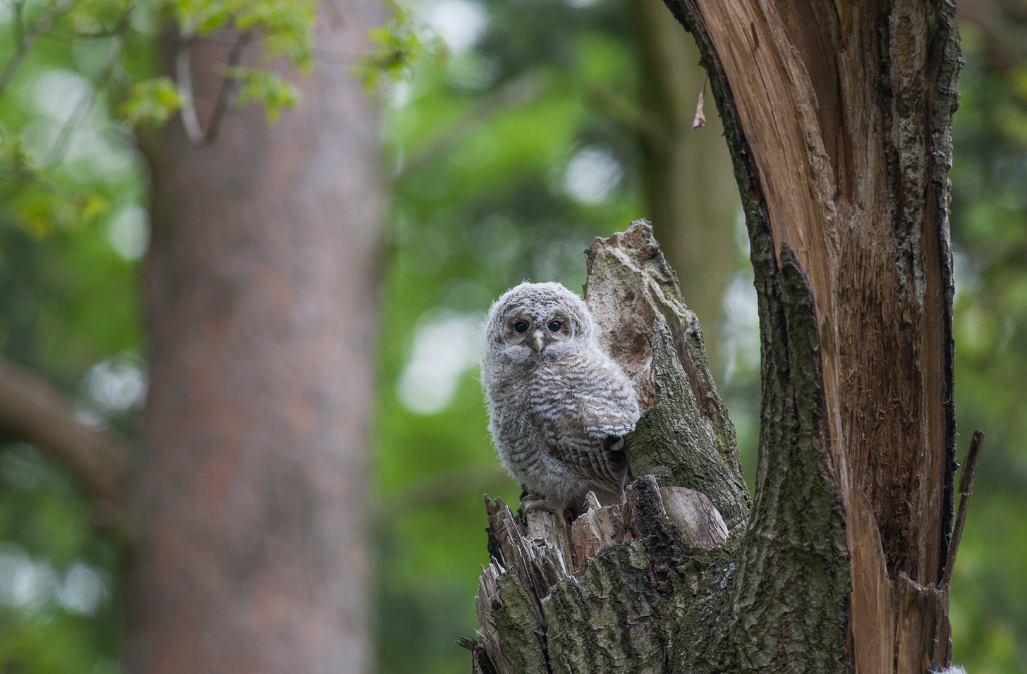 Canon EF 400mm F5.6L USM sample photo. Strix photography