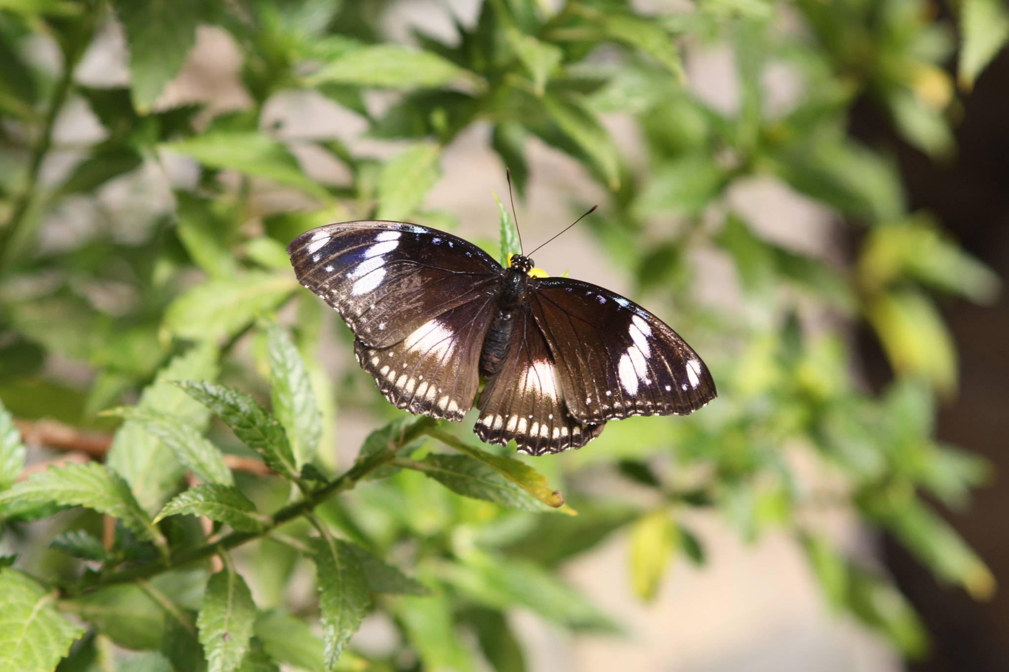 Canon EF 28-105mm f/3.5-4.5 USM sample photo