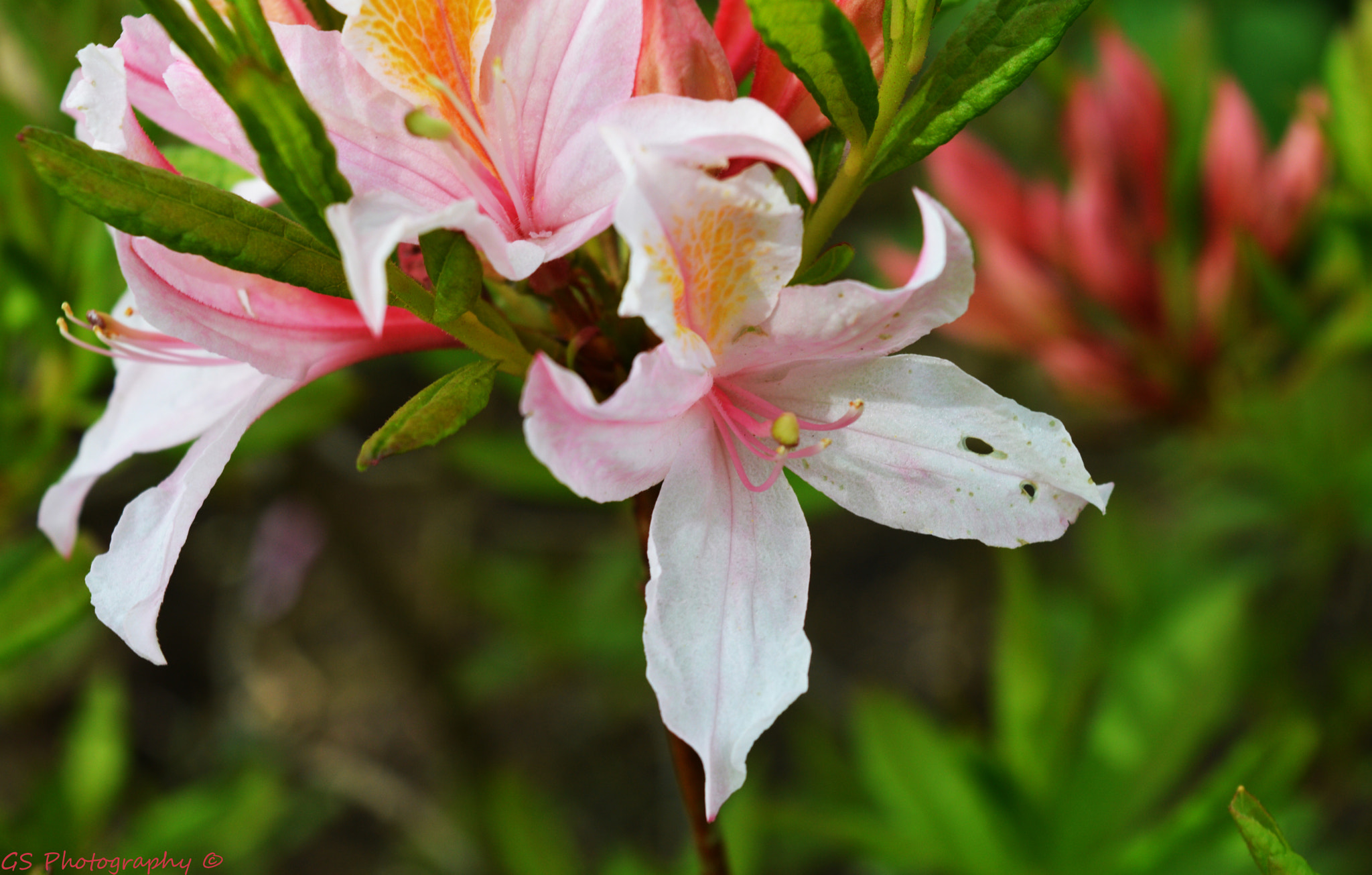 Nikon D3200 + Nikon AF-S Nikkor 28mm F1.8G sample photo. Flowers photography