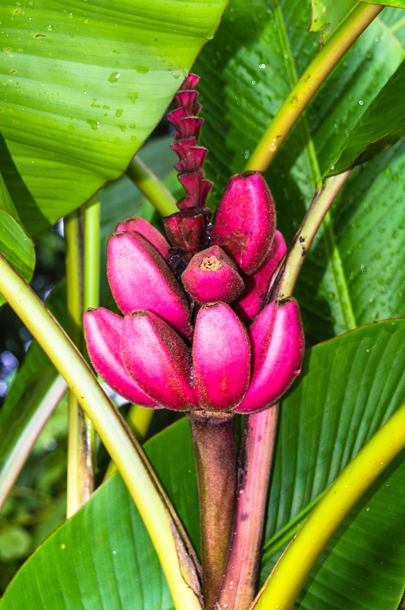 Pentax K-r sample photo. Platano rosa photography