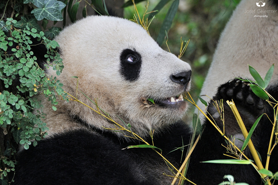 Nikon D3S sample photo. Bamboo smile photography