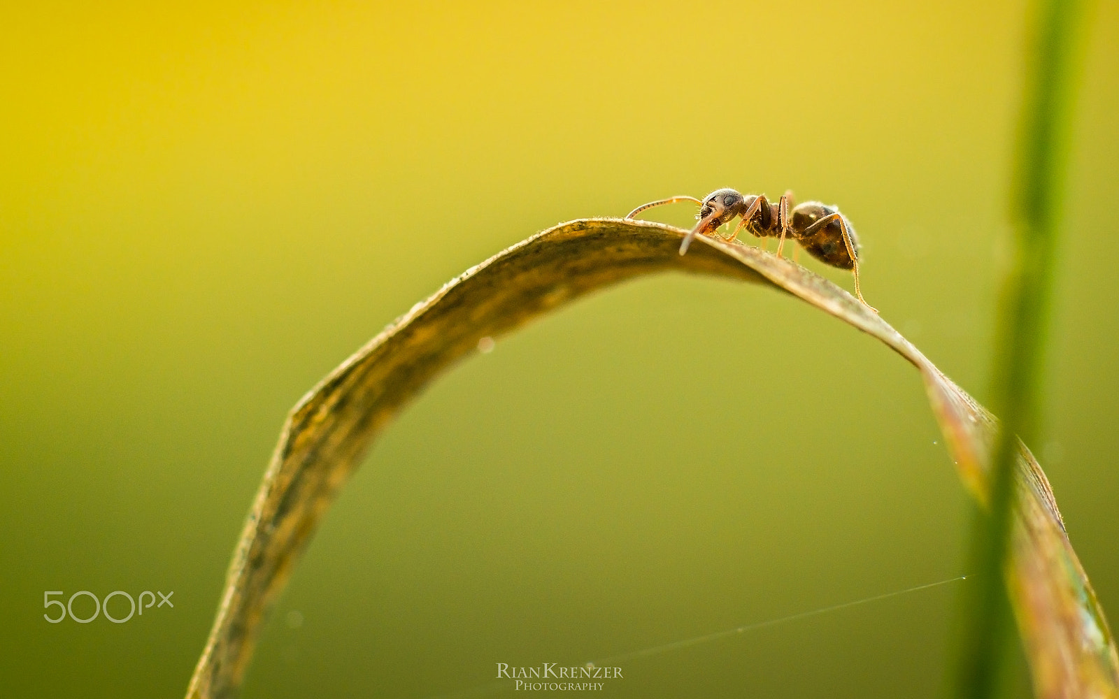 Sigma 90mm 2.8 Macro sample photo. The arc photography