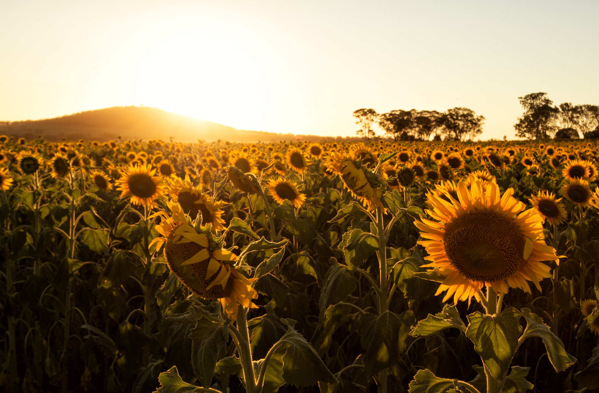 Nikon Df sample photo. In golden fields photography