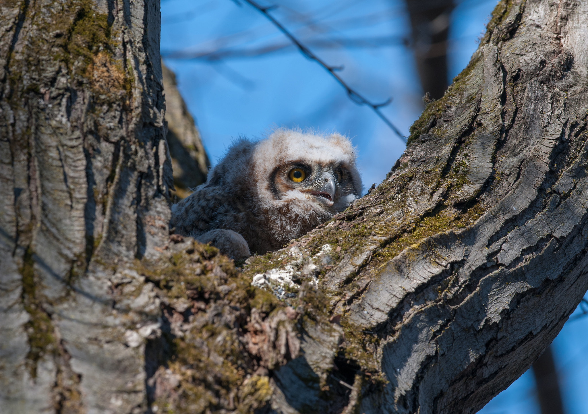 Nikon D300S + Nikon AF-S Nikkor 500mm F4G ED VR sample photo. Grand duc d'amérique bubo virginianus great horned owl photography