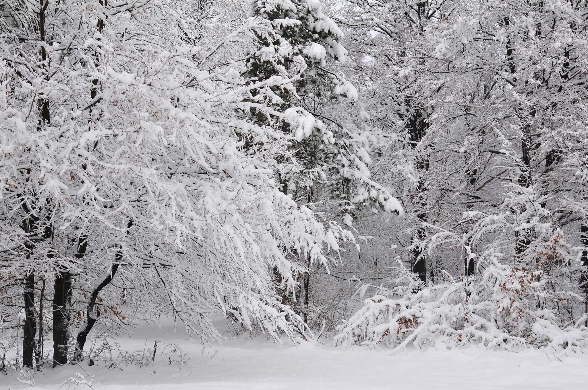 Nikon AF-S Nikkor 16-35mm F4G ED VR sample photo. Plenty of snow photography
