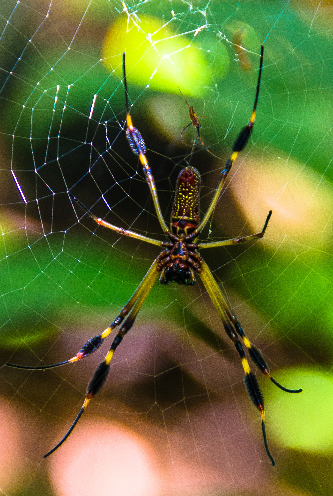 Pentax K-r sample photo. Araña en su red photography