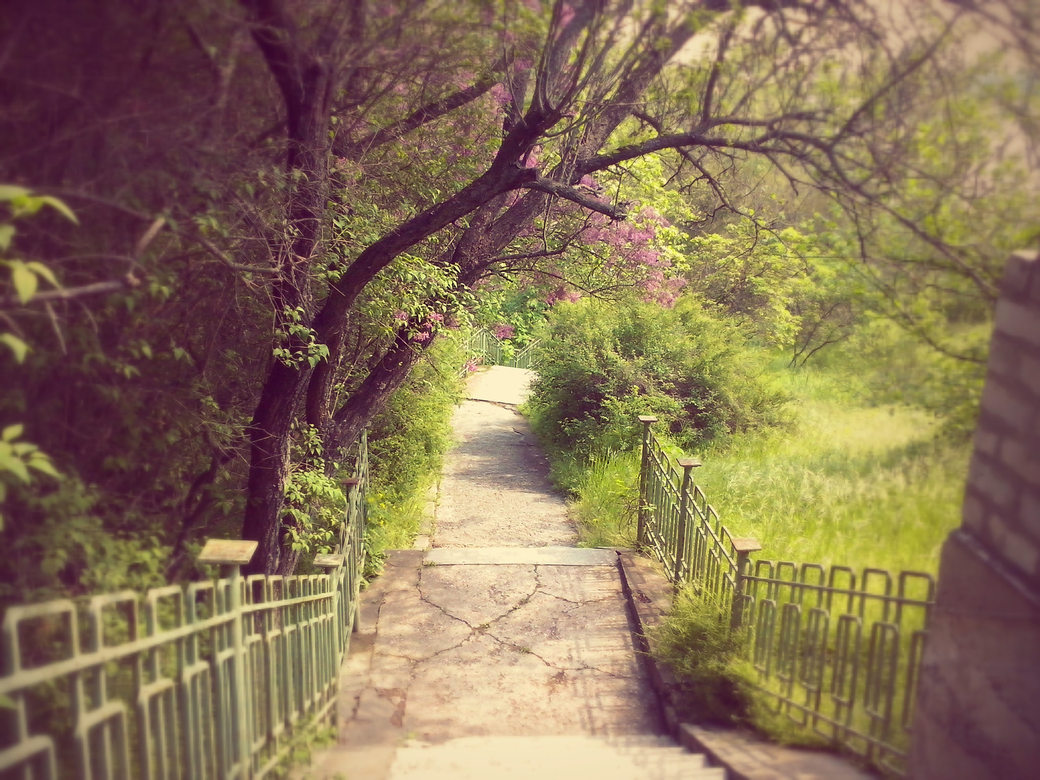 LG OPTIMUS L5 II sample photo. ~ photography