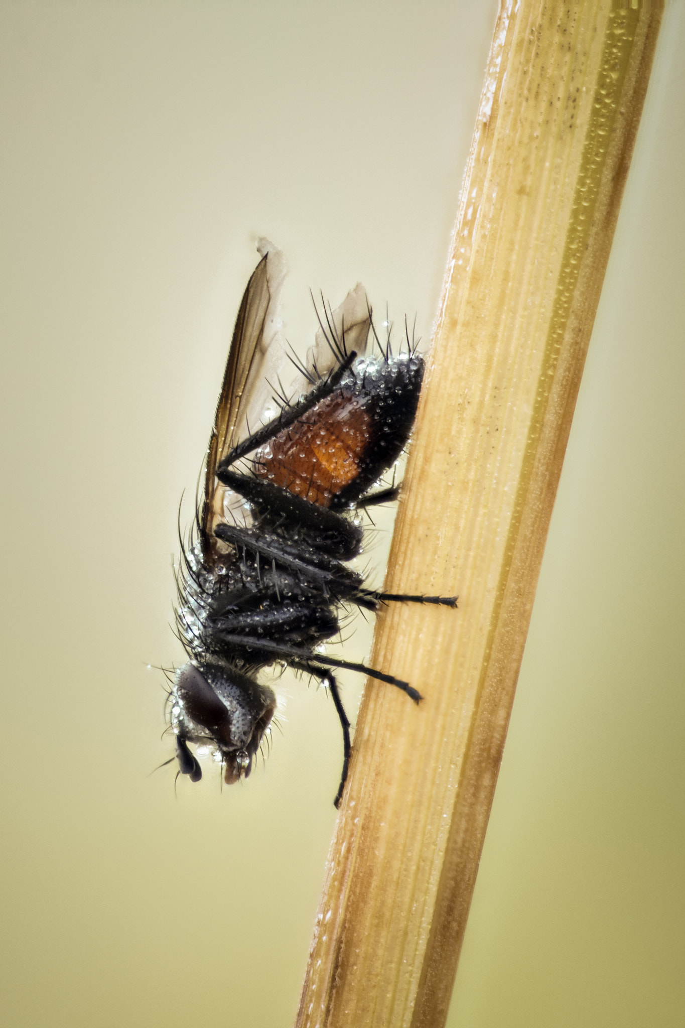 Sigma APO Macro 150mm f/2.8 EX DG HSM sample photo. Headfirst photography