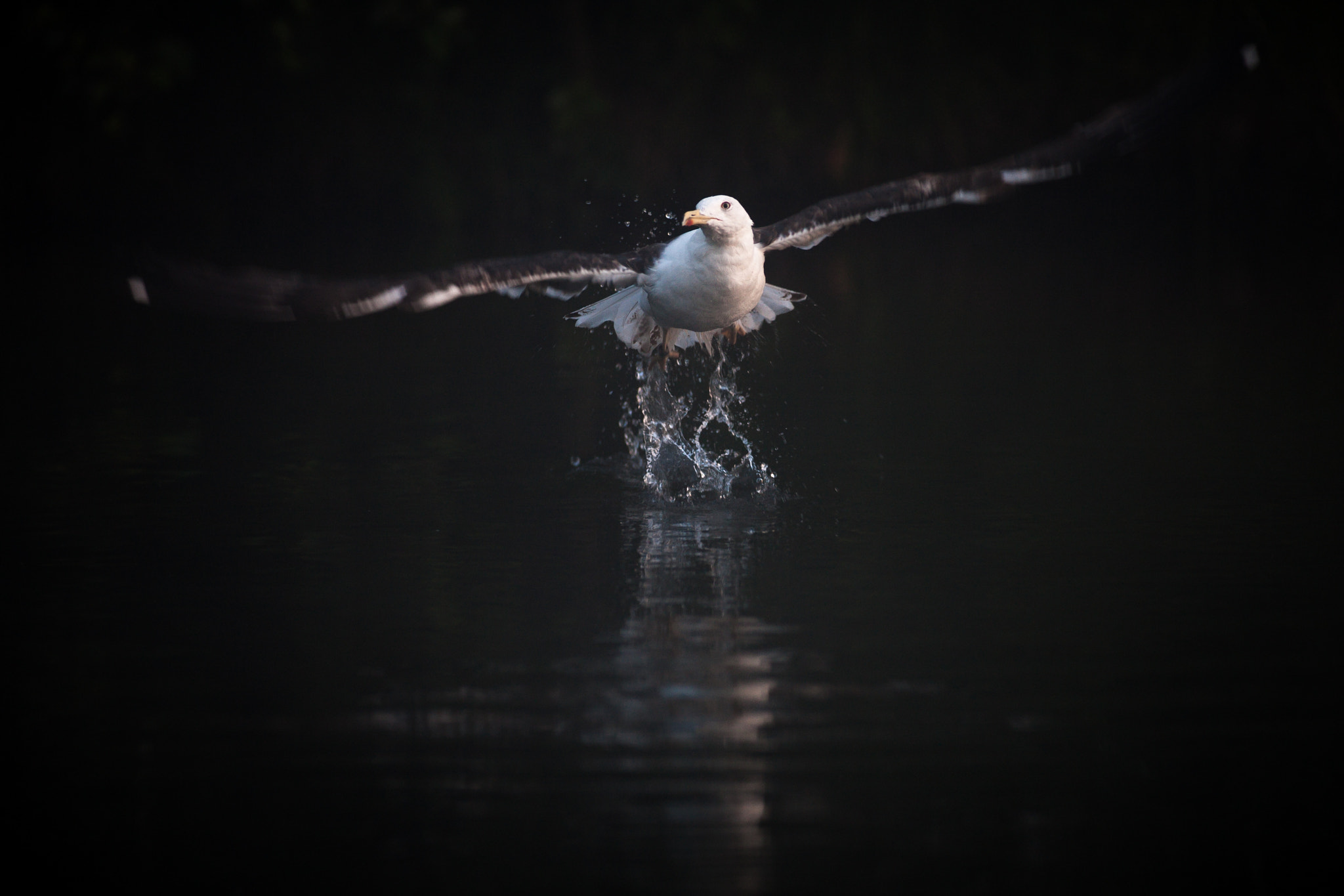 Canon EF 300mm f/2.8L sample photo. Take off photography