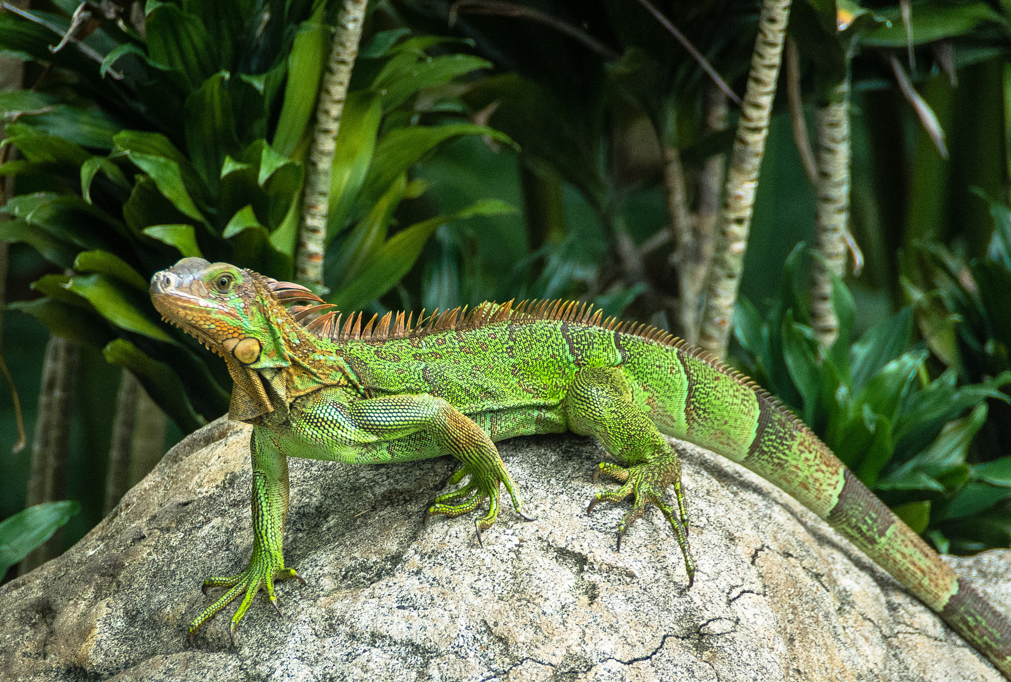 Pentax K-r sample photo. Iguana photography
