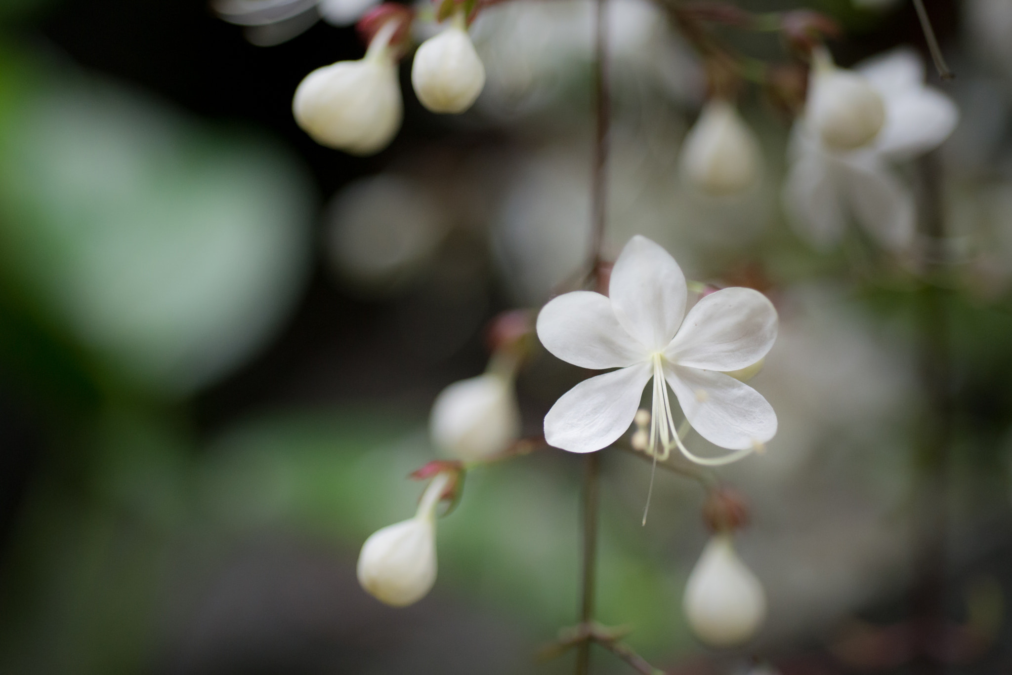 Nikon D800E + Nikon AF Micro-Nikkor 60mm F2.8D sample photo. Flower photography
