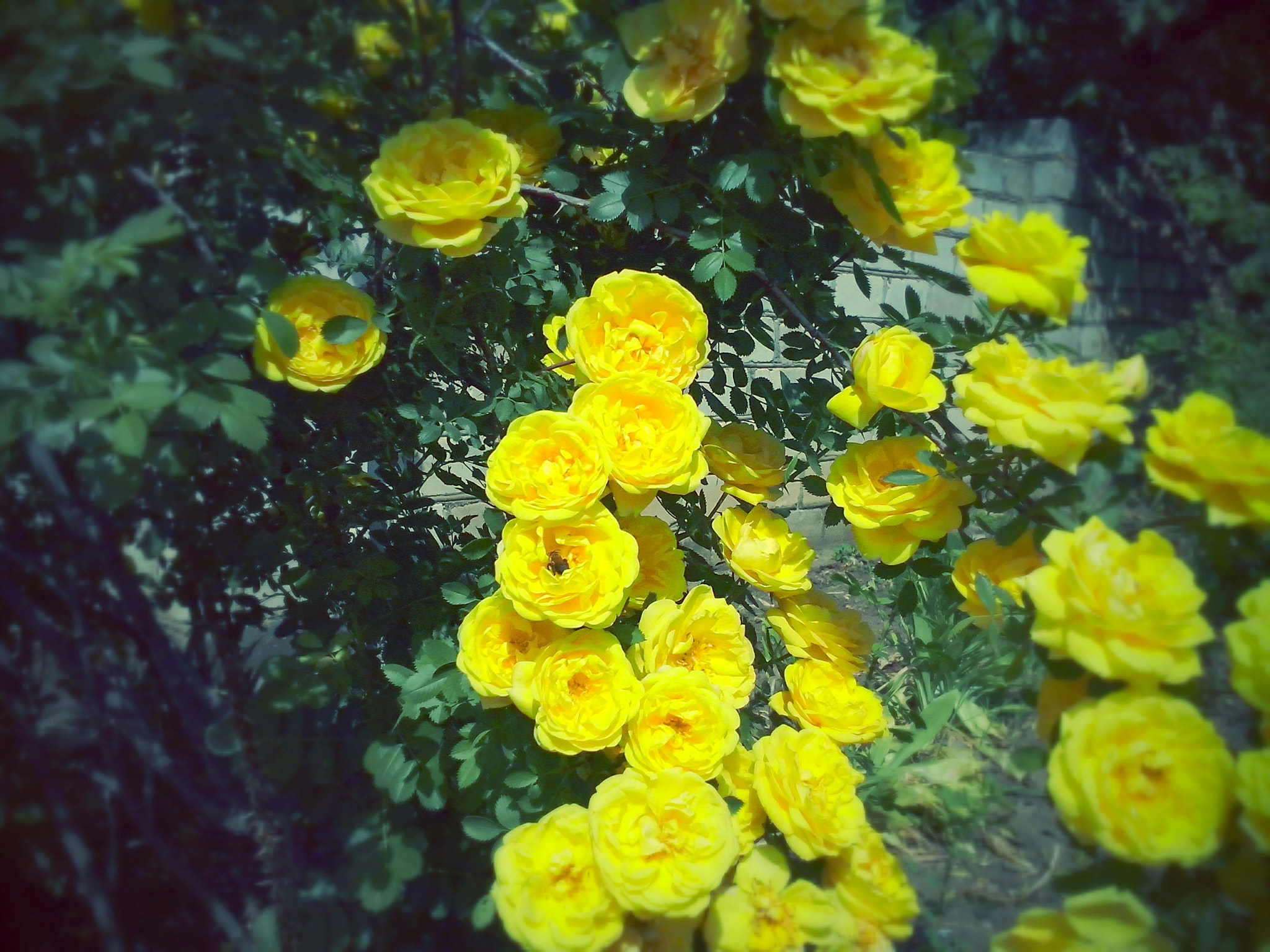 LG OPTIMUS L5 II sample photo. ~ photography